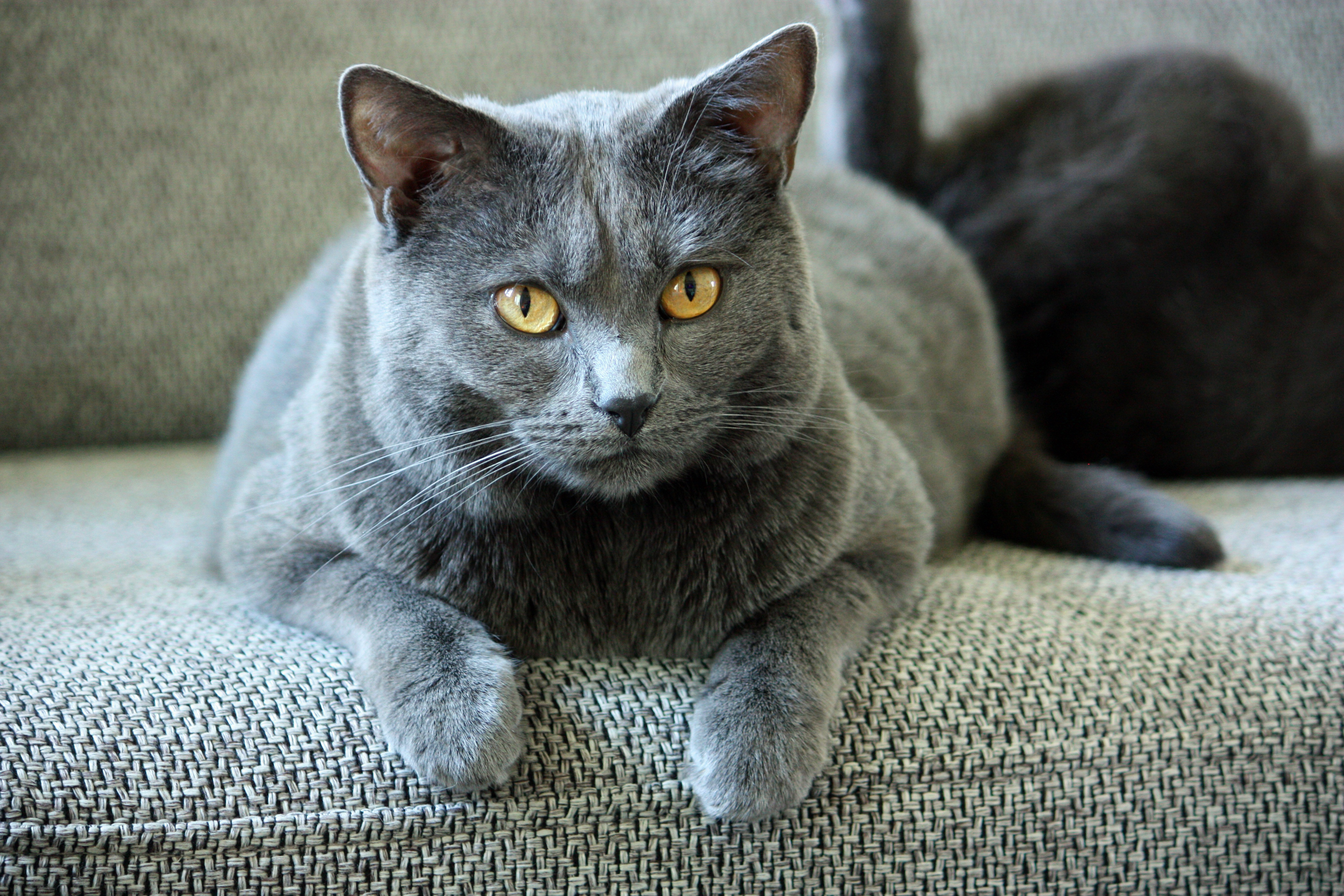 Картинки серых кошек. Картезианская кошка шартрез. Корат шартрез Картезианская кошка. Шартрез порода кошек. Картезианская кошка голубая.