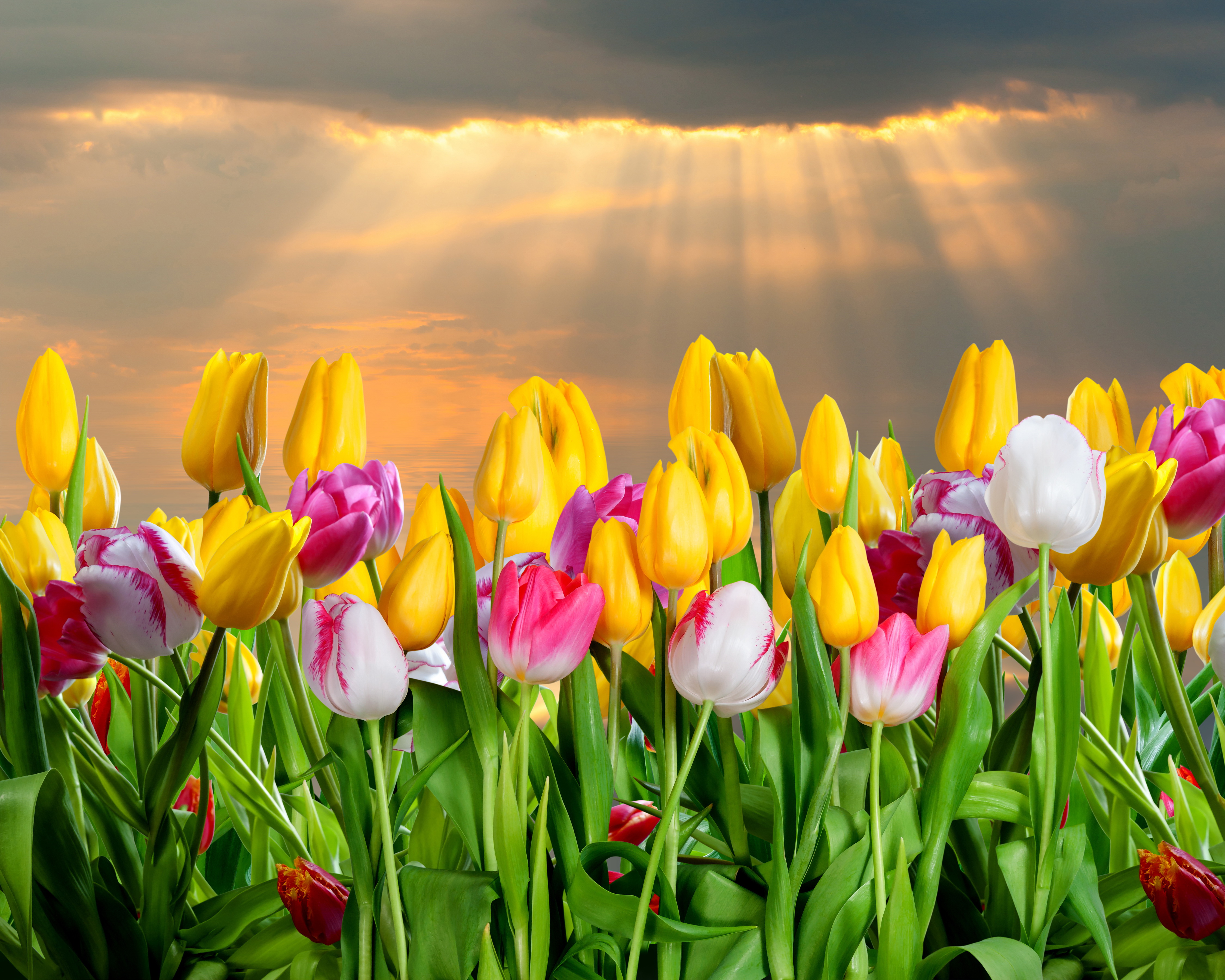 природа цветы тюльпаны nature flowers tulips загрузить