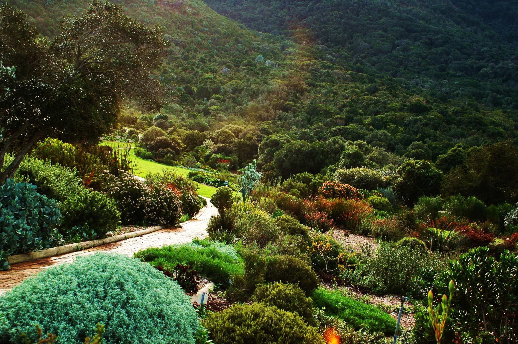 Картинки ЮАР Африка Kirstenbosch National Botanical Природа Сады 2068x1375 Южно-Африканская Республика