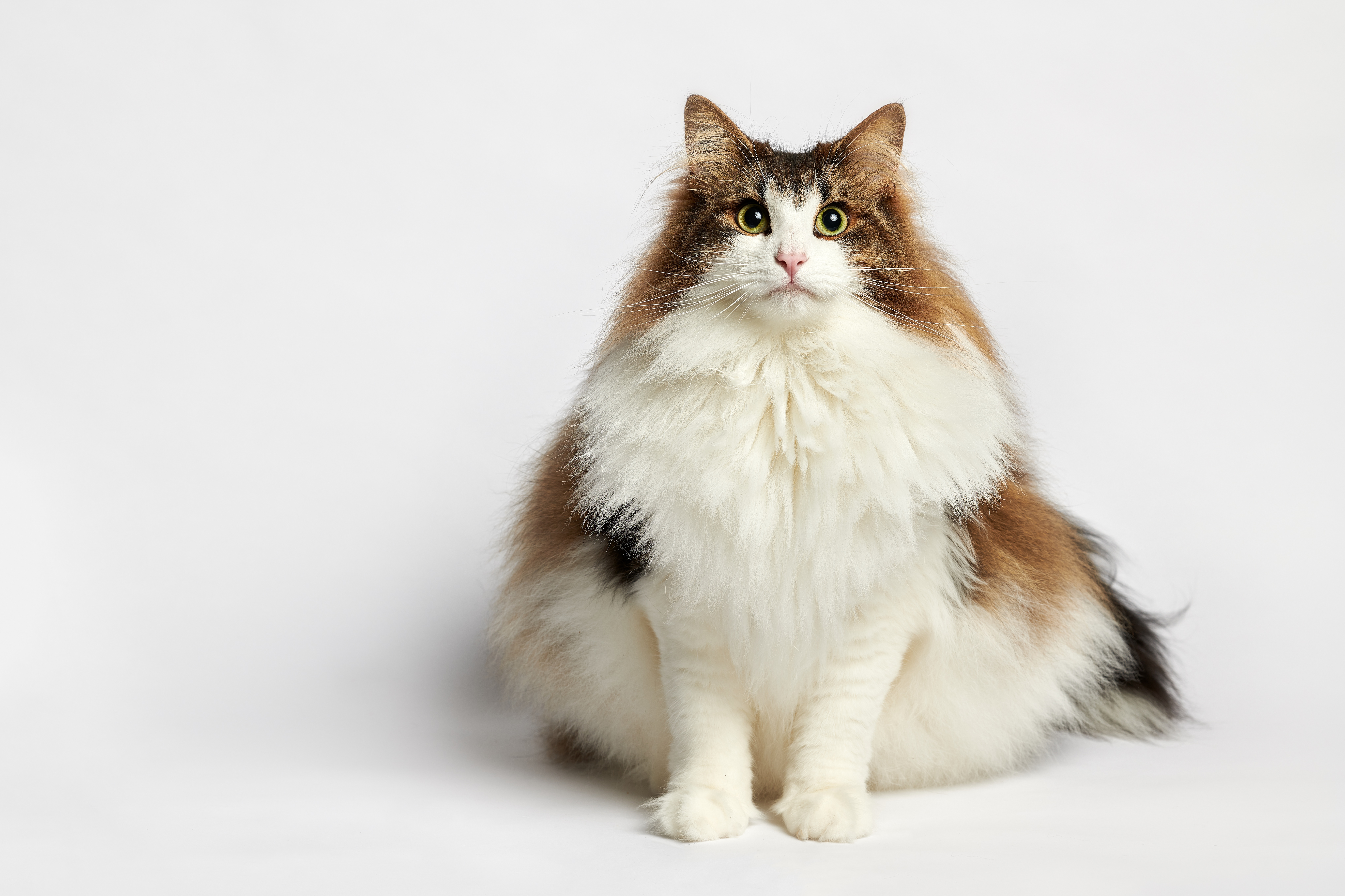 Фотографии коты Norwegian Forest cat толстая сидя Животные Серый фон 8158x5438 кот Кошки кошка жирный жирная Толстый Сидит сидящие животное сером фоне