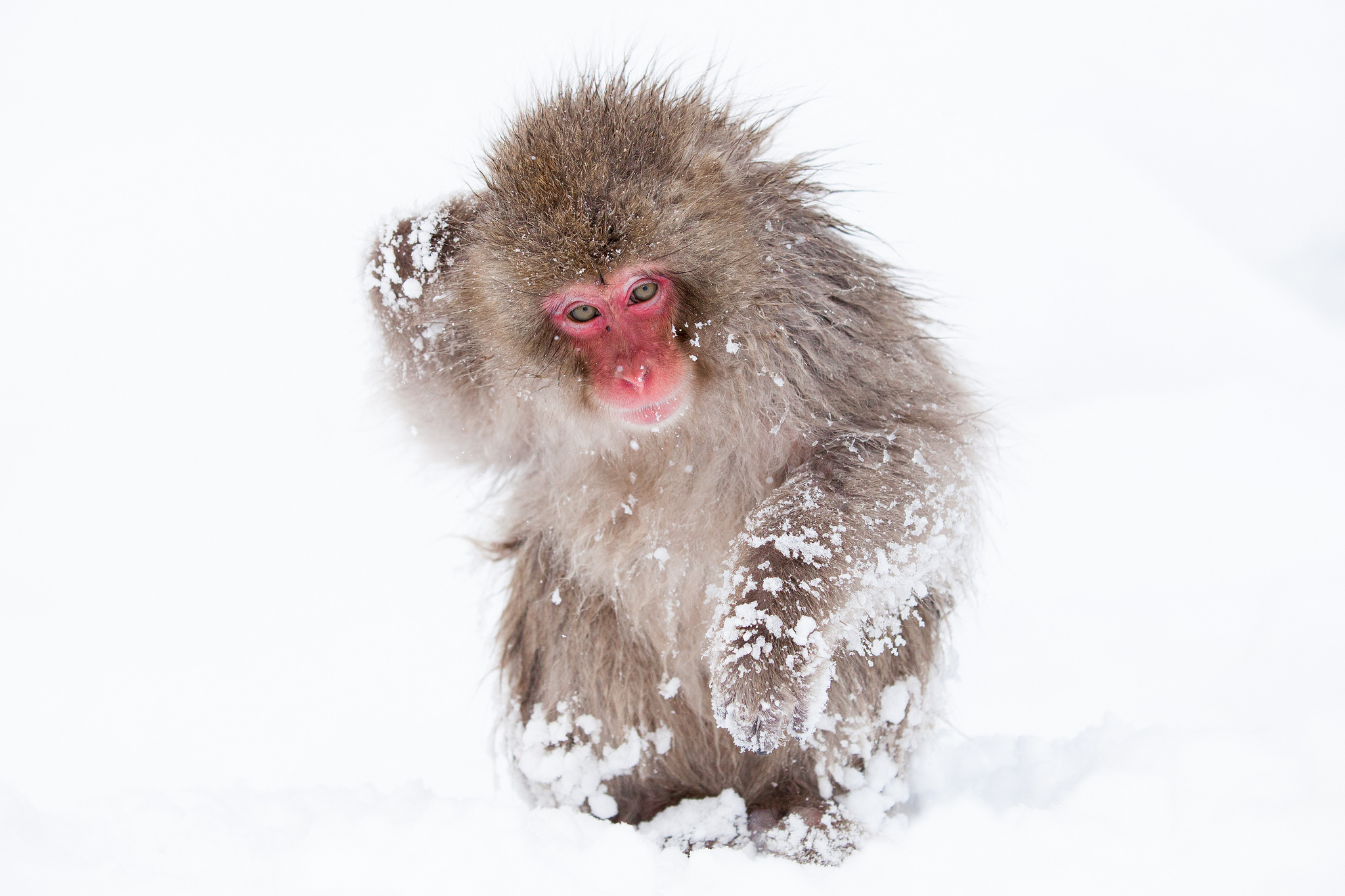 Фотографии Обезьяны Снег животное 2048x1365 обезьяна снега снегу снеге Животные