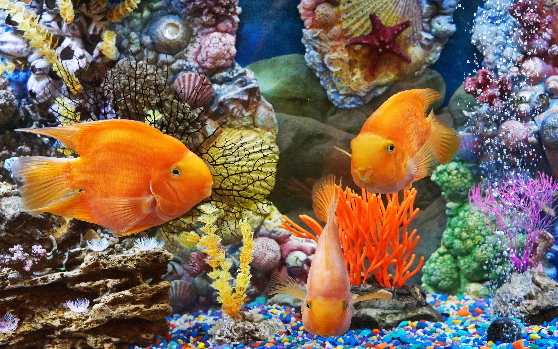 Золотые рыбки аквариум камни скачать