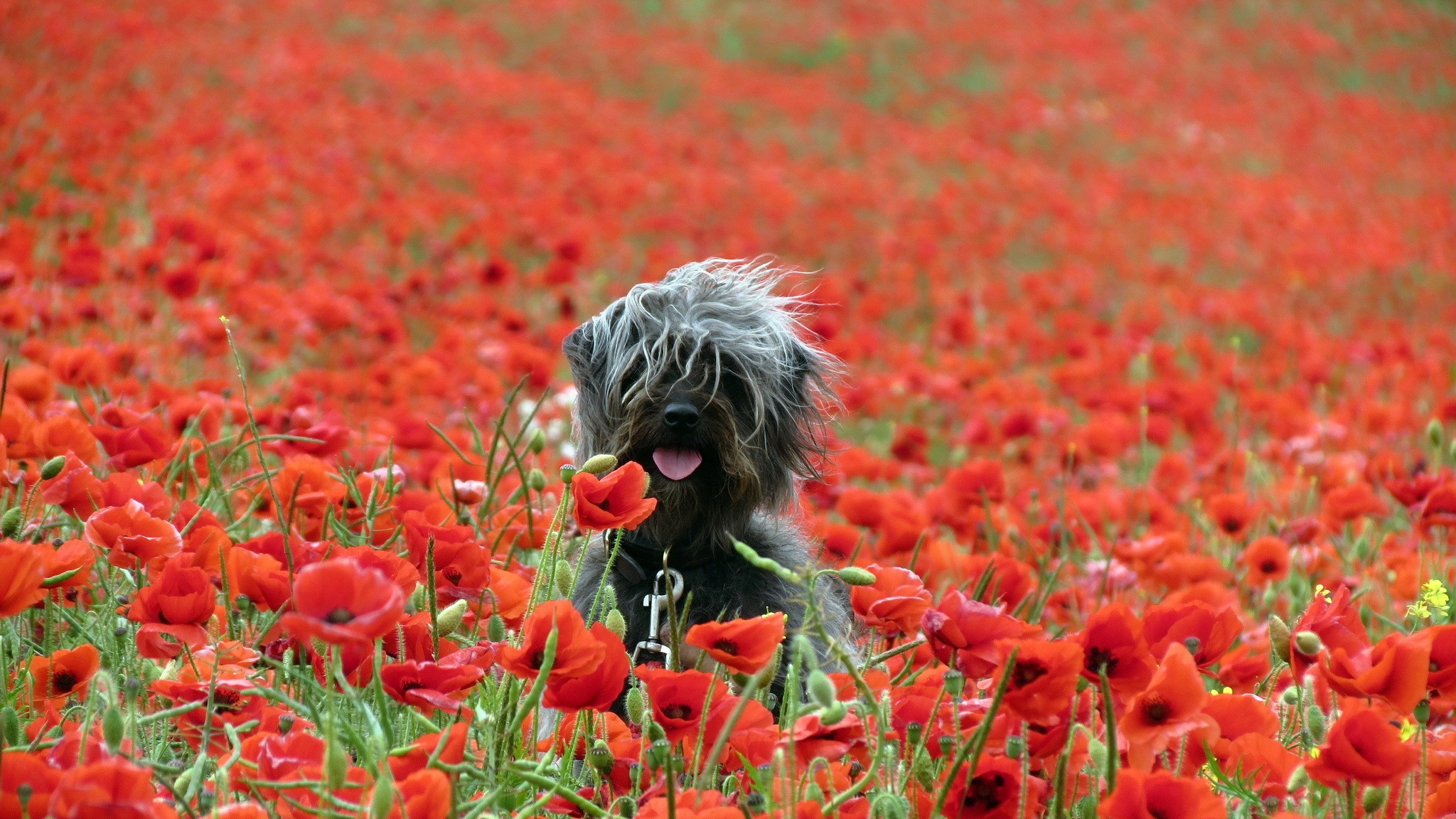 собака поле цветы загрузить