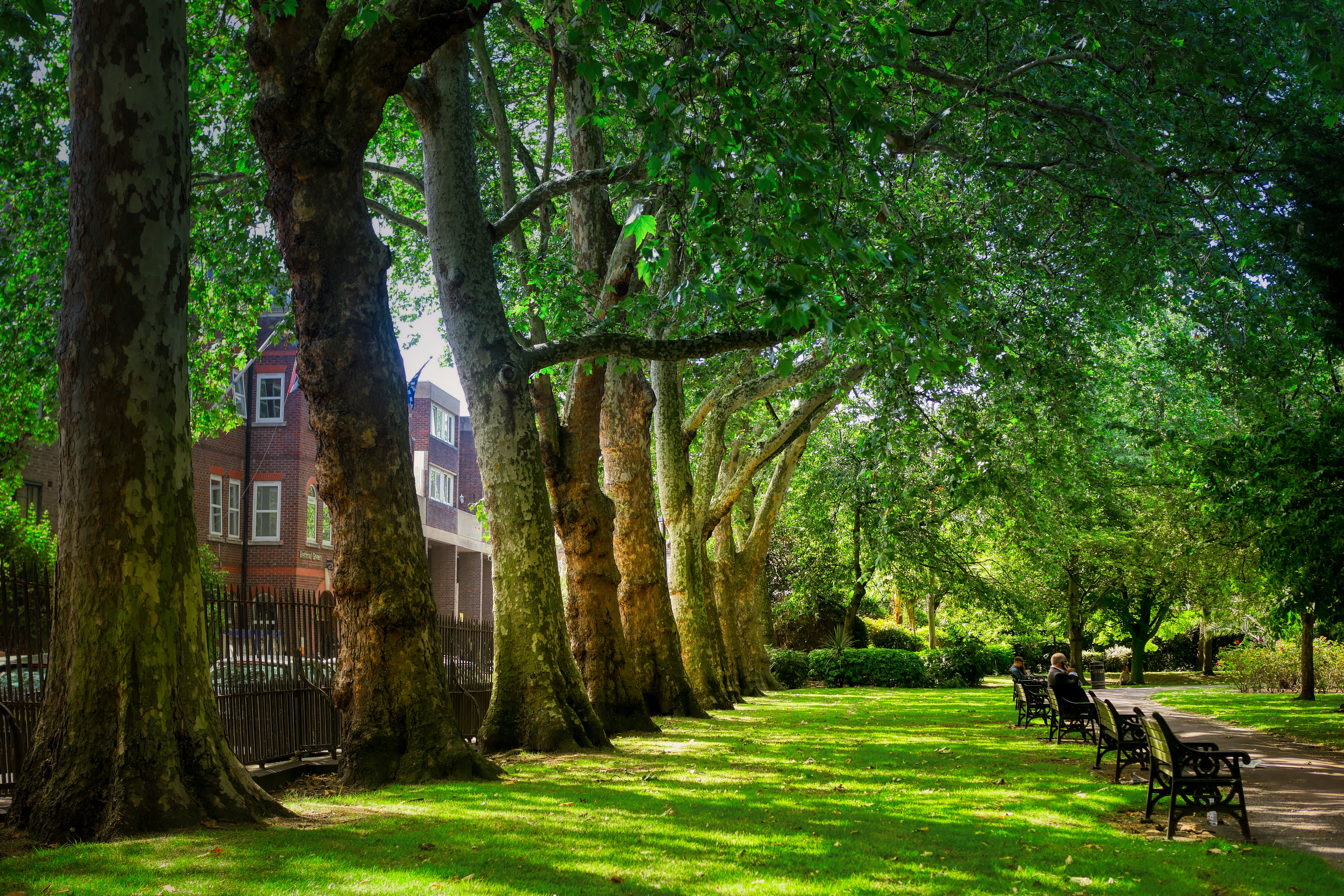 Великобритания парк сквер Green дерево