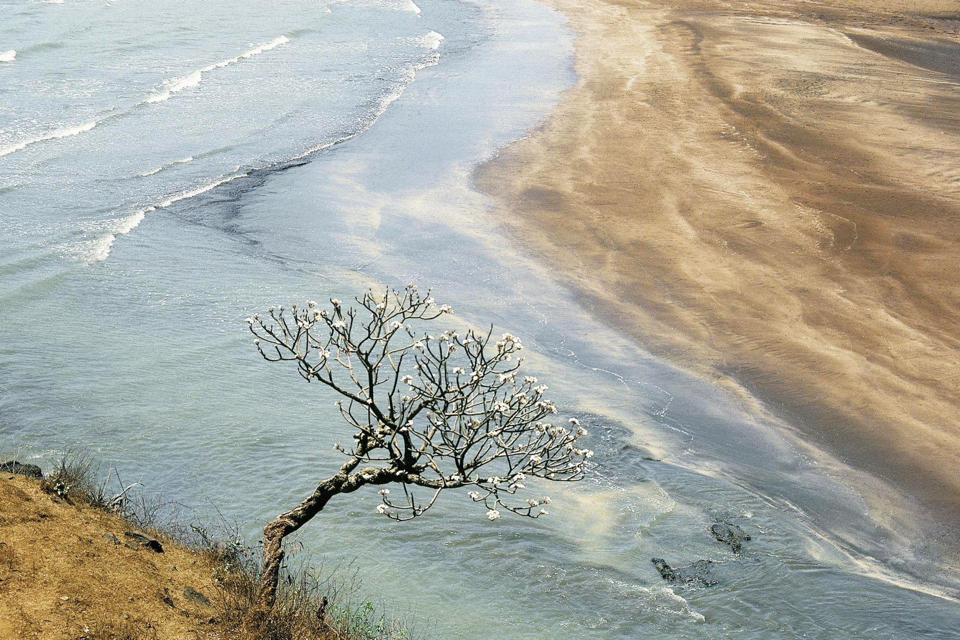 Одинокое дерево на берегу без смс