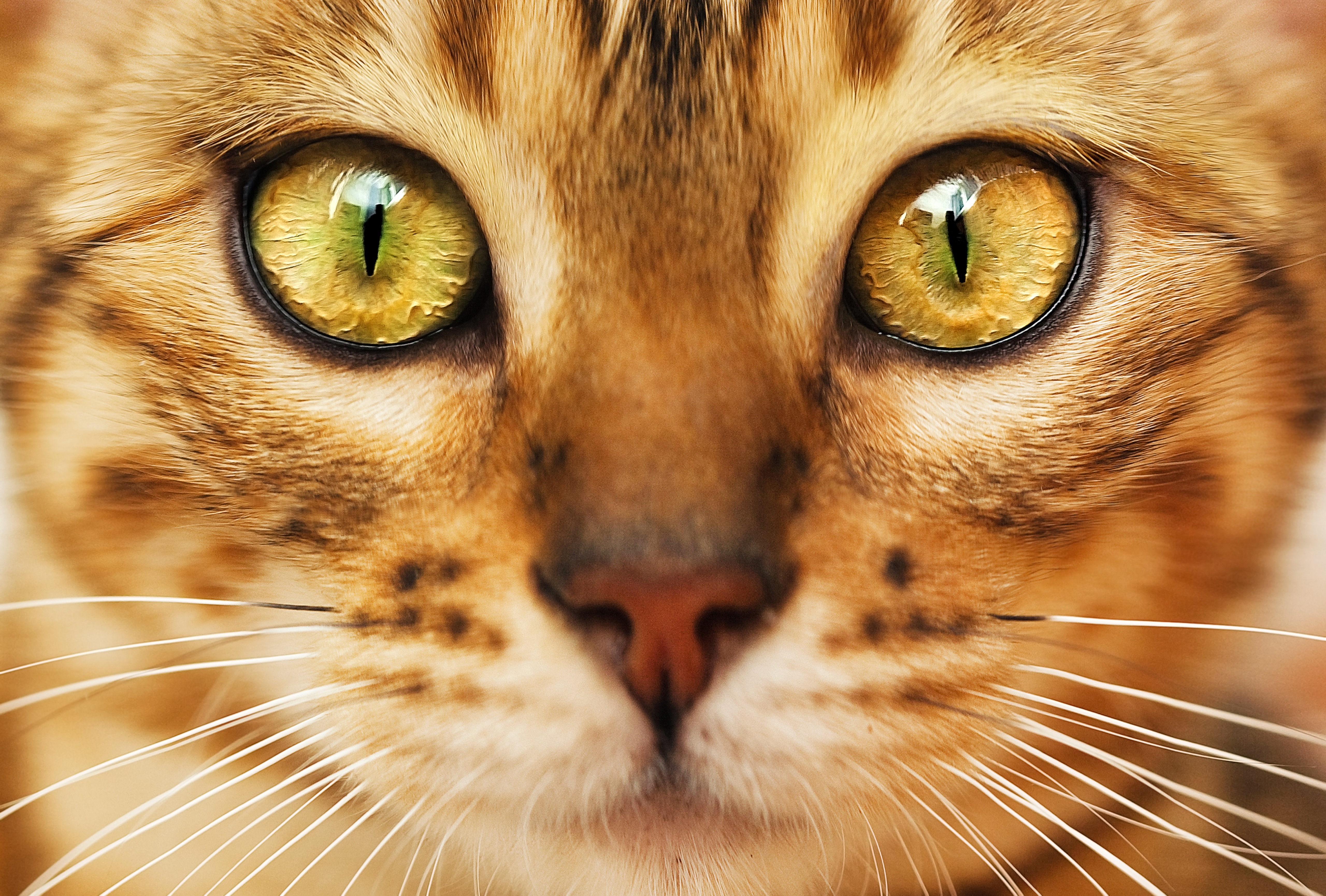 кошка зеленые глаза батаеря скачать