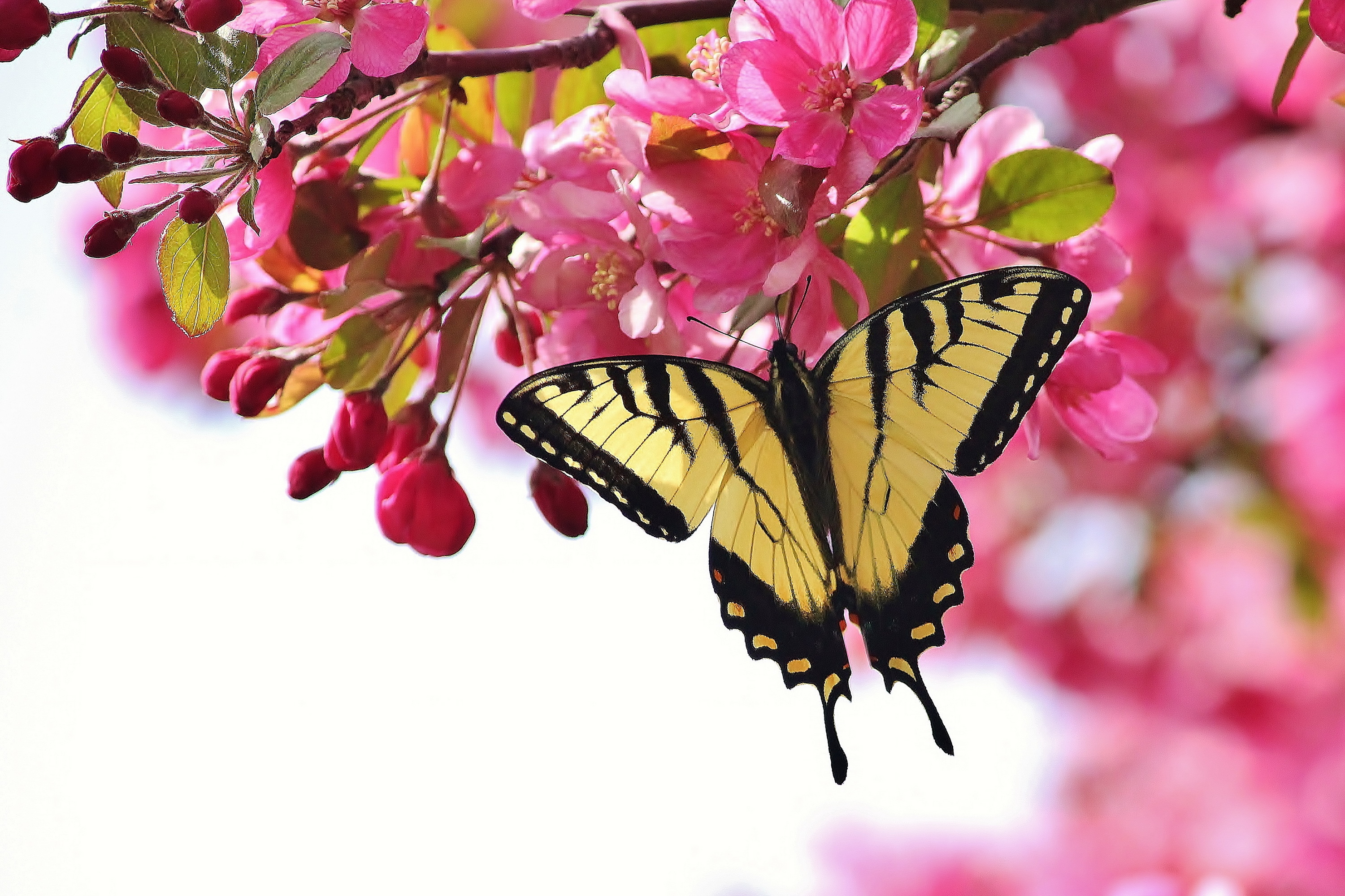 Бабочка на цветущей ветке бесплатно