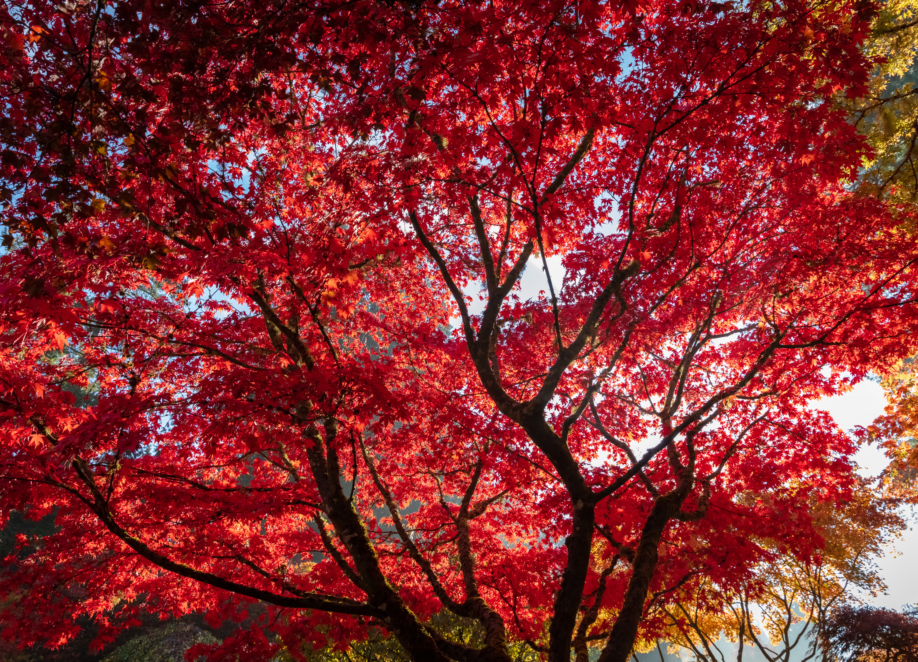 Фото Листья Клён осенние Красный Природа ветвь дерева 3000x2165 лист Листва клёна клёновый Осень красная красные красных Ветки ветка на ветке дерево Деревья деревьев