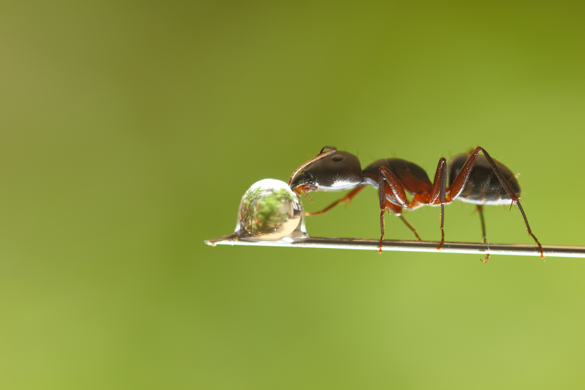 макро муравей лапы без смс