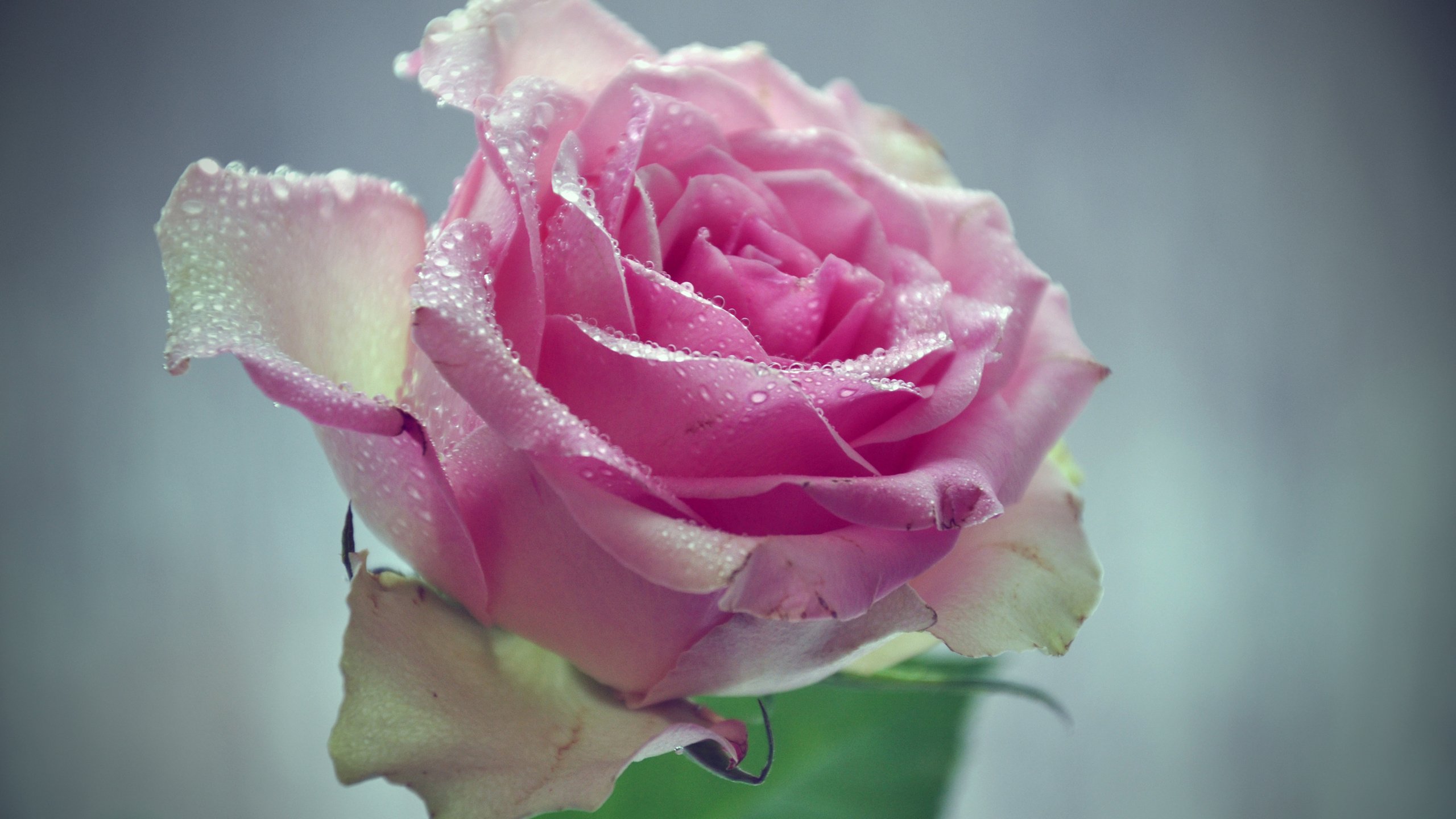 https://s1.1zoom.ru/big3/573/Roses_Pink_color_Drops_472921.jpg