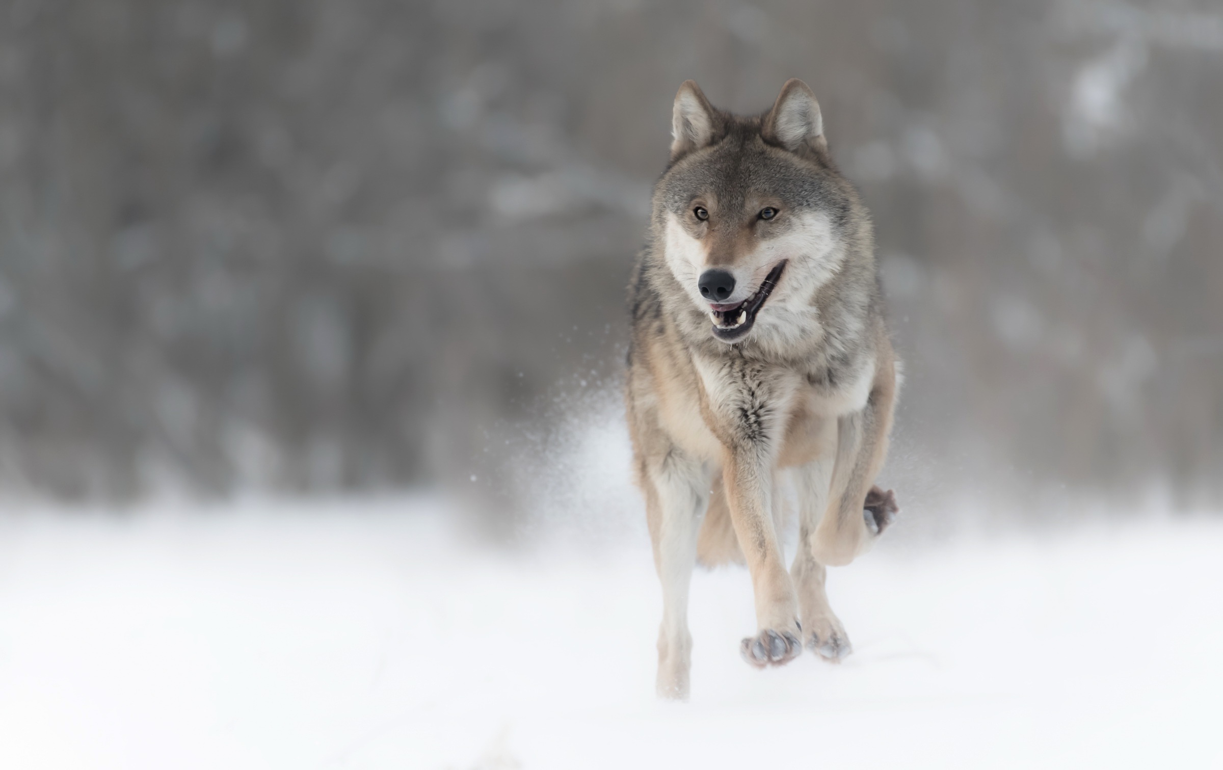 Обои для рабочего стола волк Бег Животные Волки бежит бегущая бегущий животное