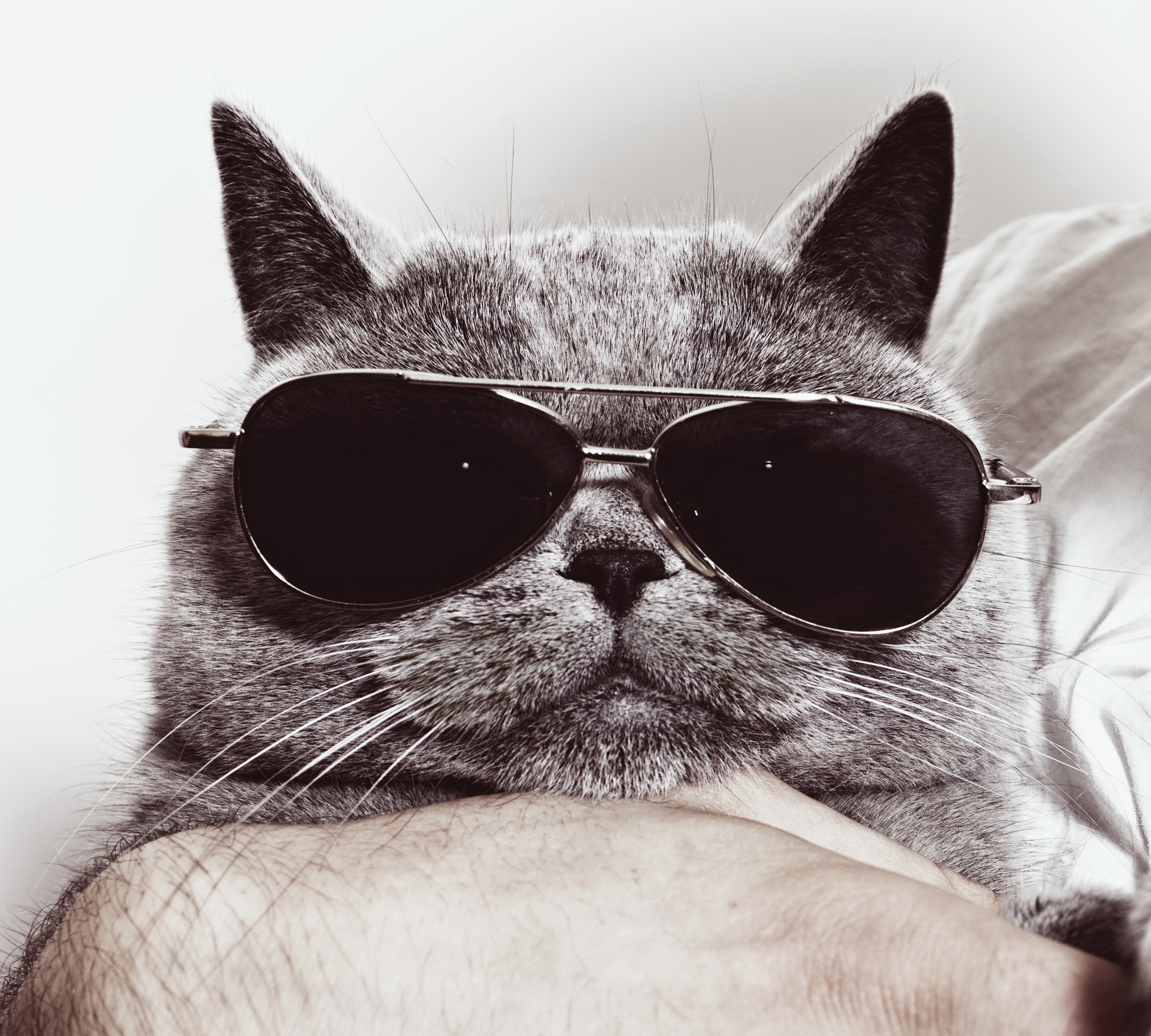 Смешные авы с котиками. Кот. Крутой кот. Котик в очках. Крутые коты в очках.