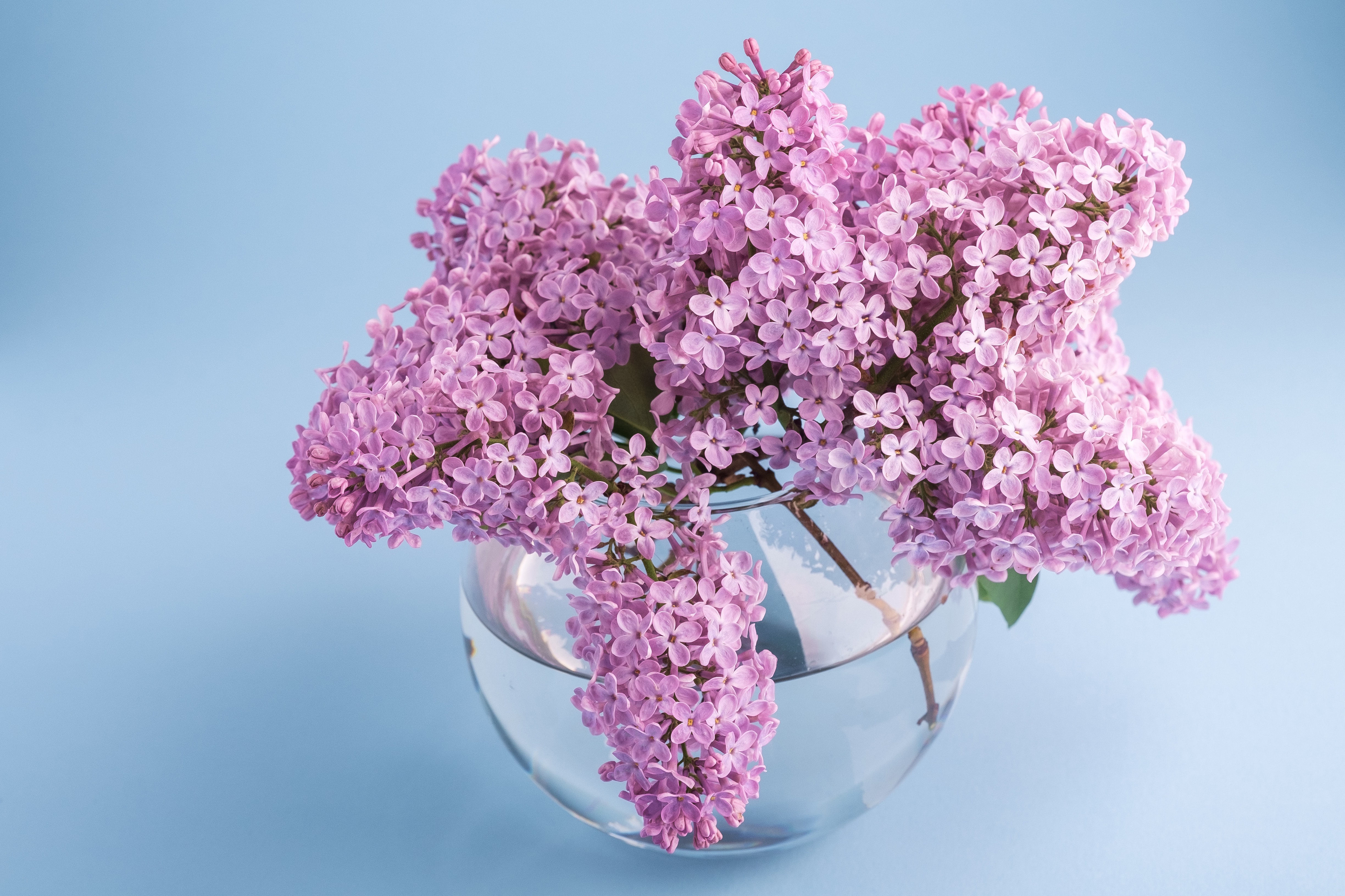 Lilac_Bouquets_Branches_Vase_597174_4896x3264.jpg