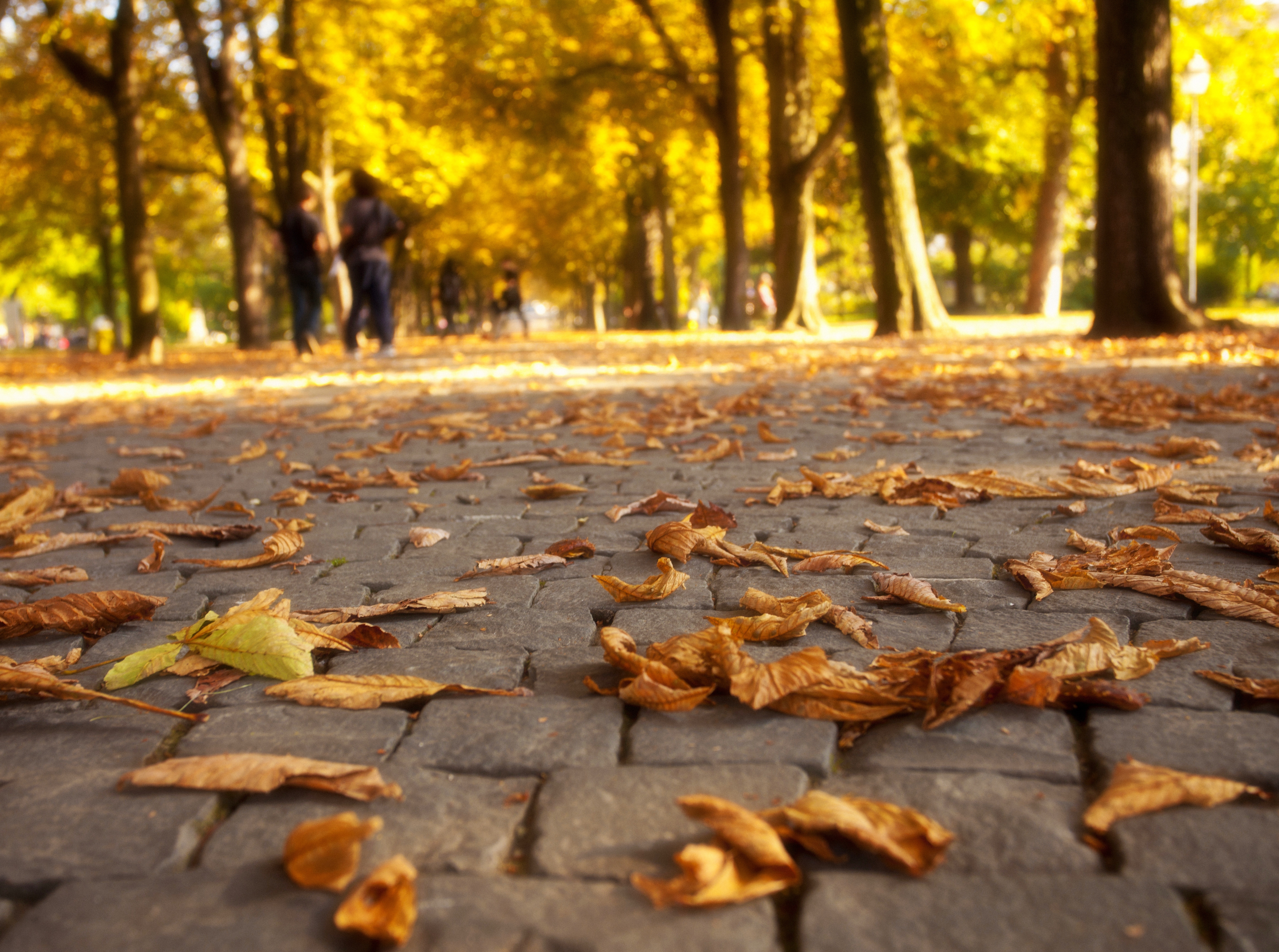 Листья у тротуара скачать