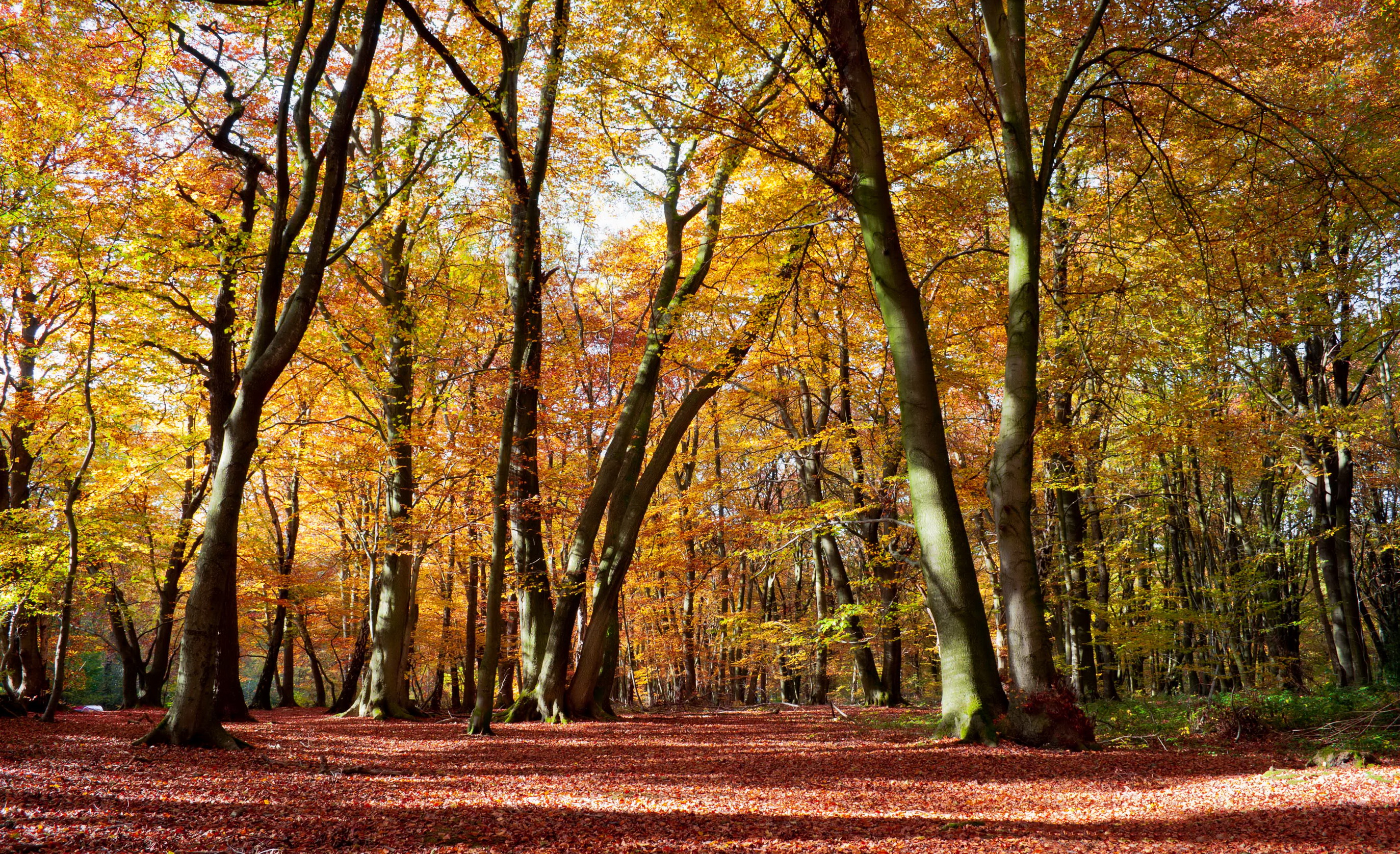 Осенний лес в Испании