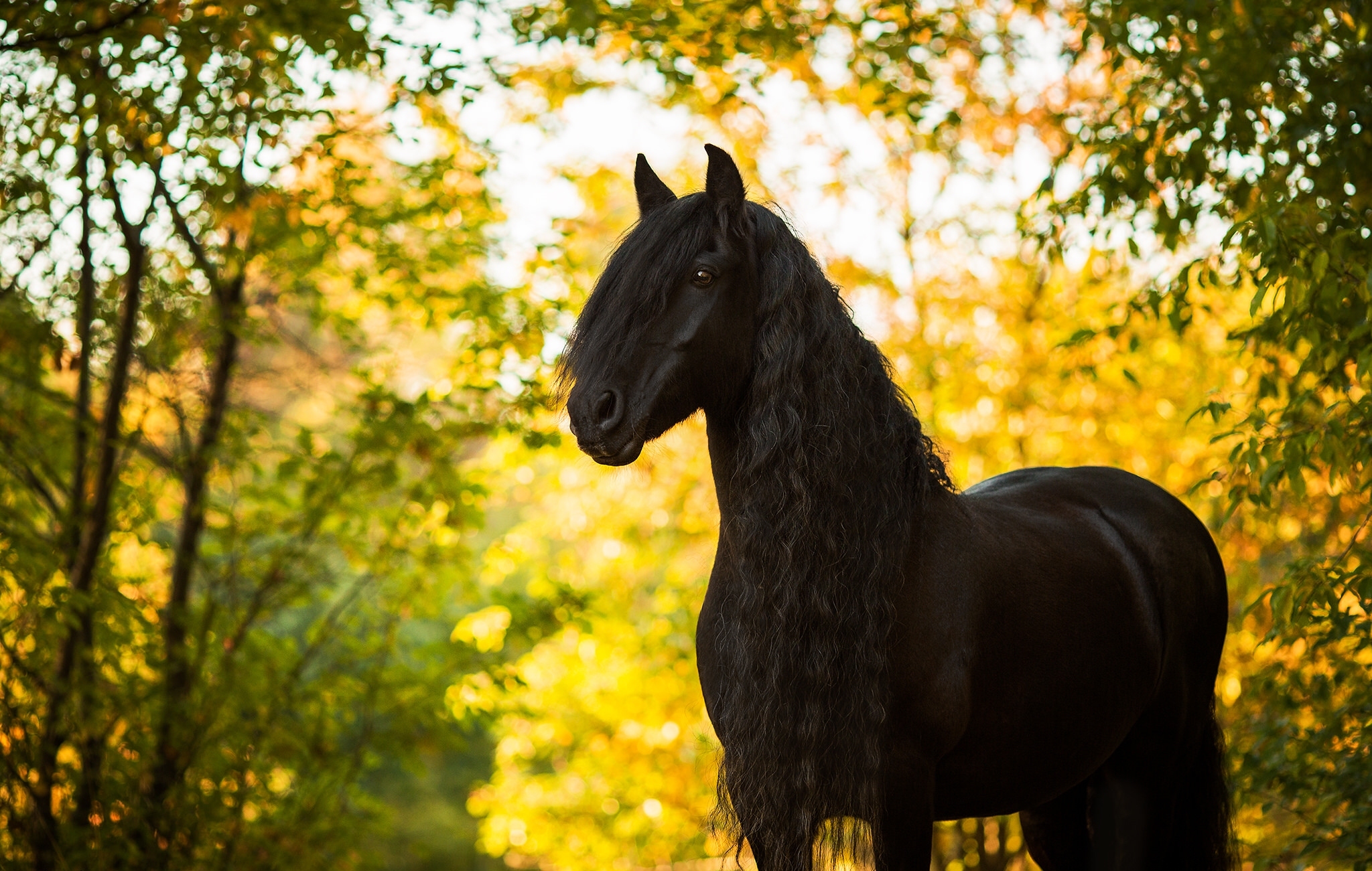 Бесплатны картинки лошади. Красивые лошади. Лошадь черный. Красивый конь. Фризская лошадь.