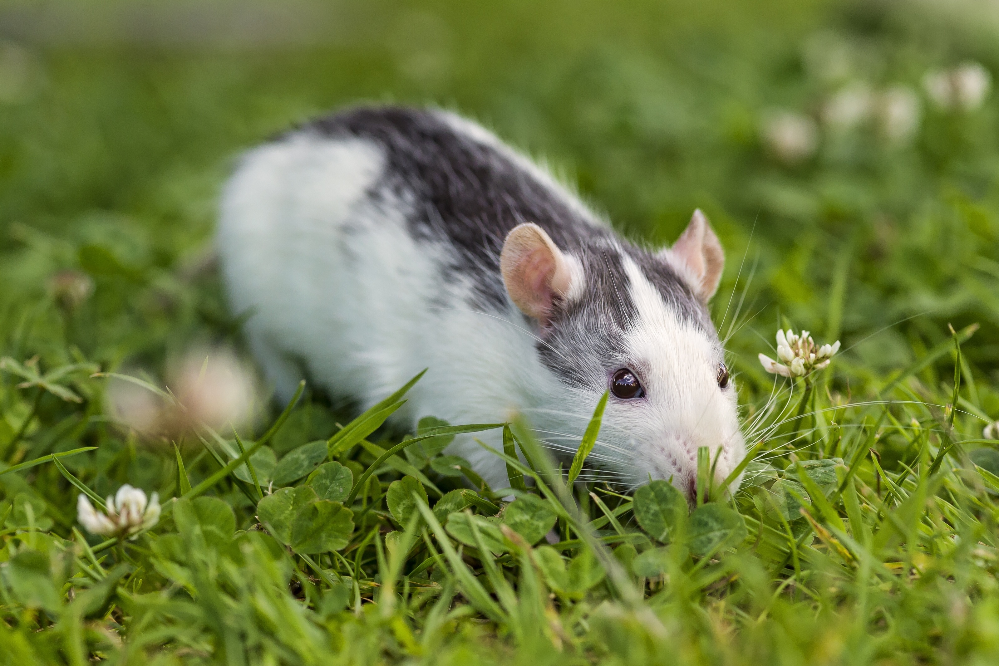 Мышка на травинке скачать