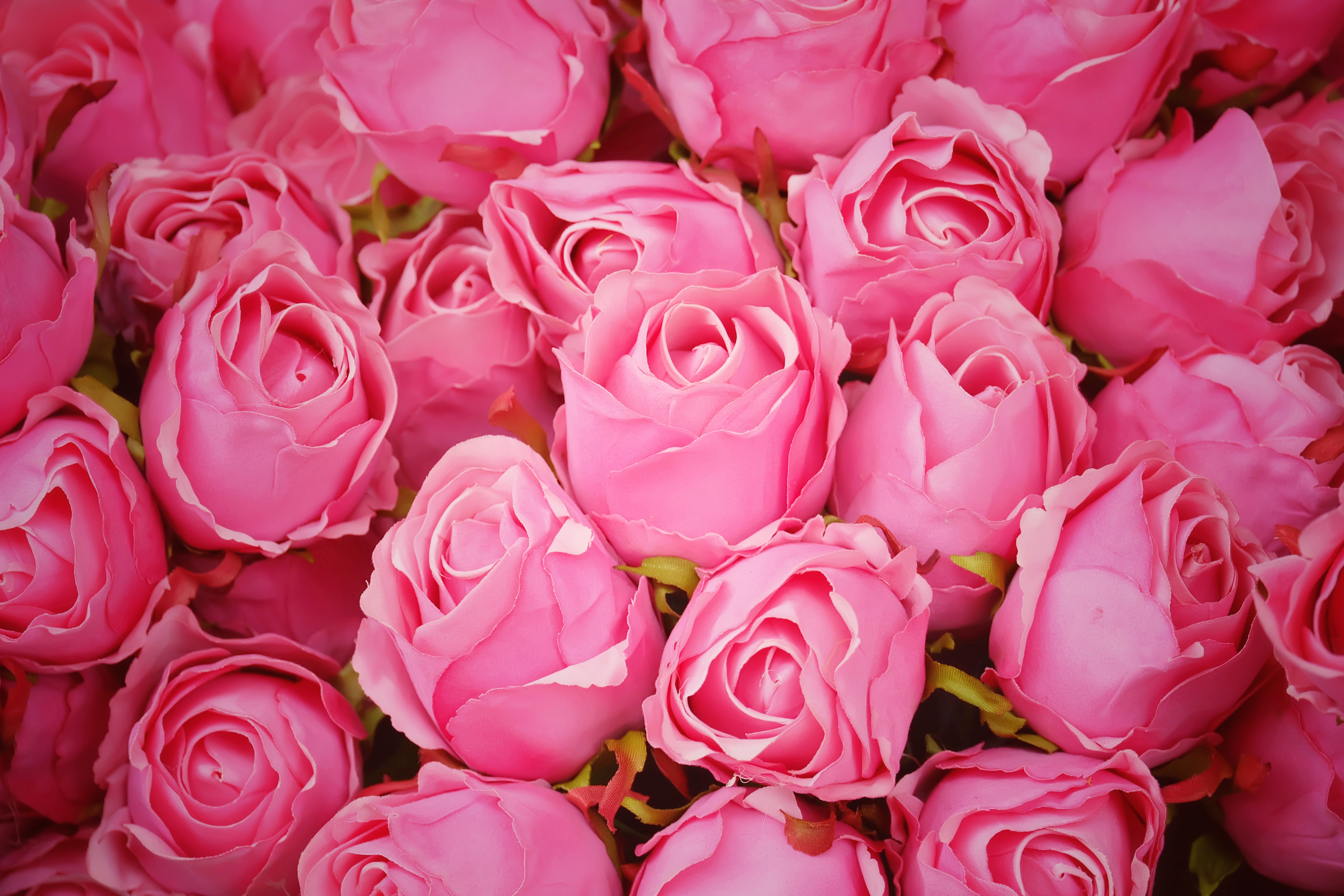 Фотографии розового цвета. Розы Пинк Фловерс.