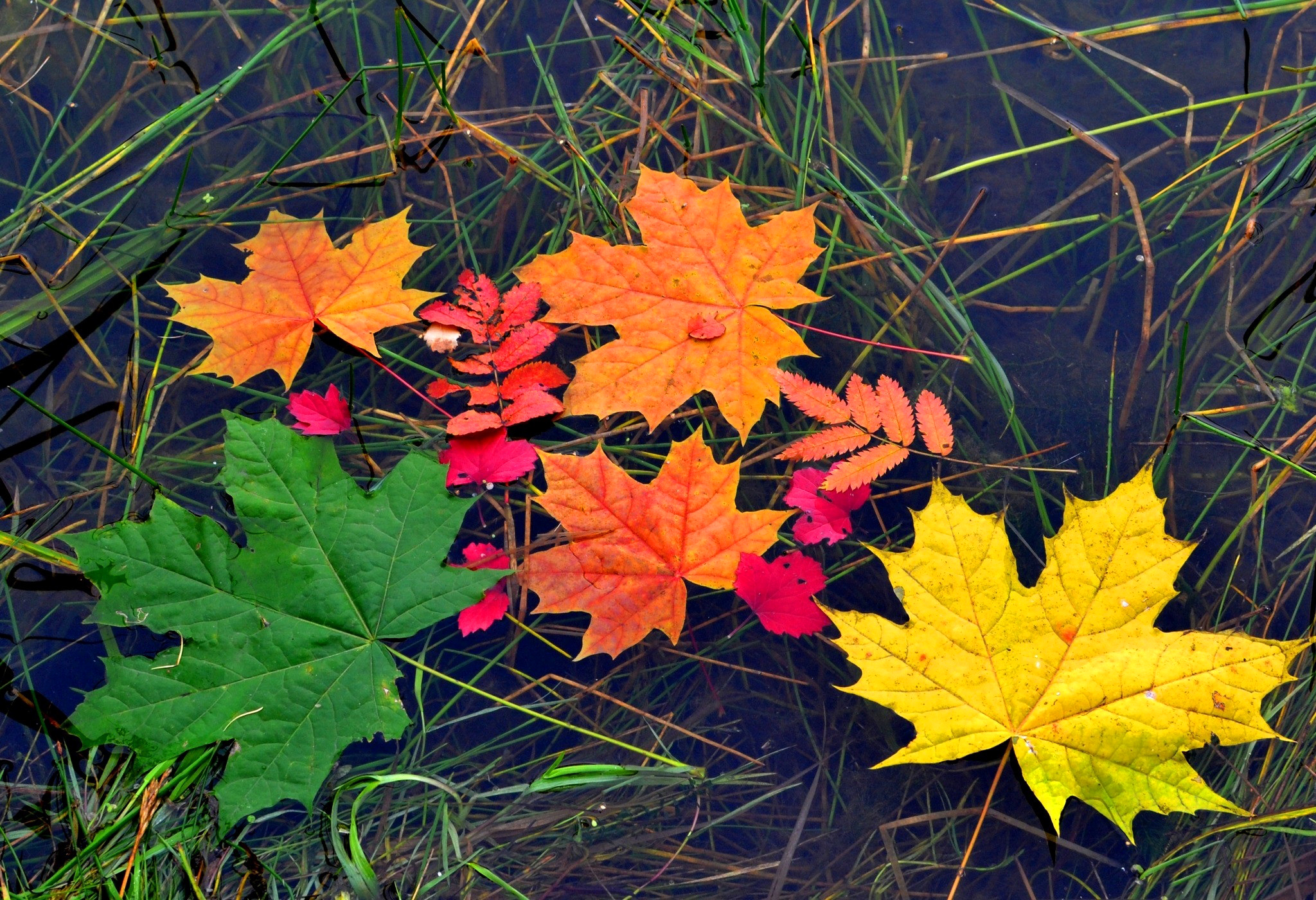 природа, осень, вода, листва, красная скачать