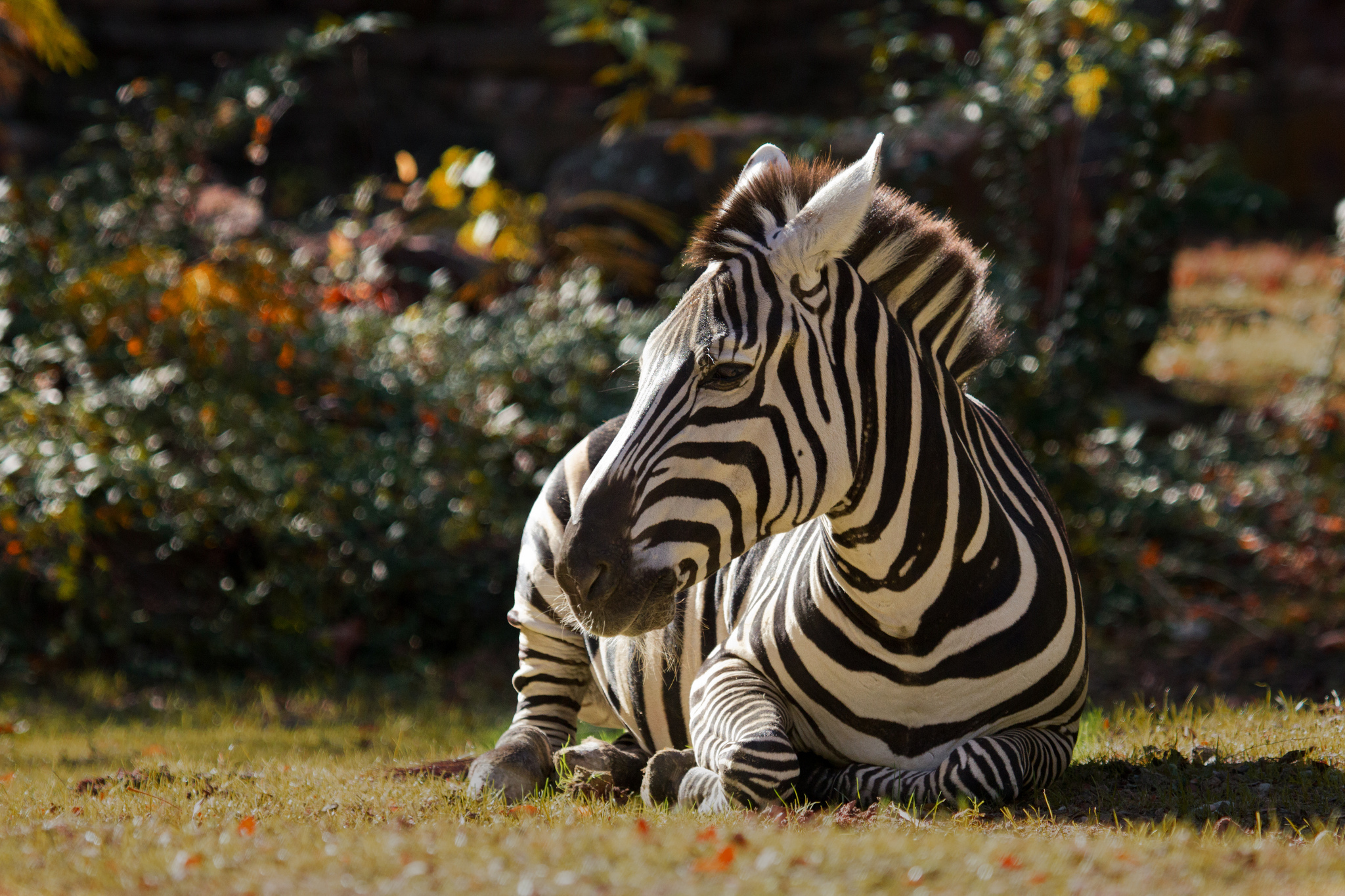 Zebra. Зебра в Австралии. Зебра Живая. Красивая Зебра. Зебра в природе.