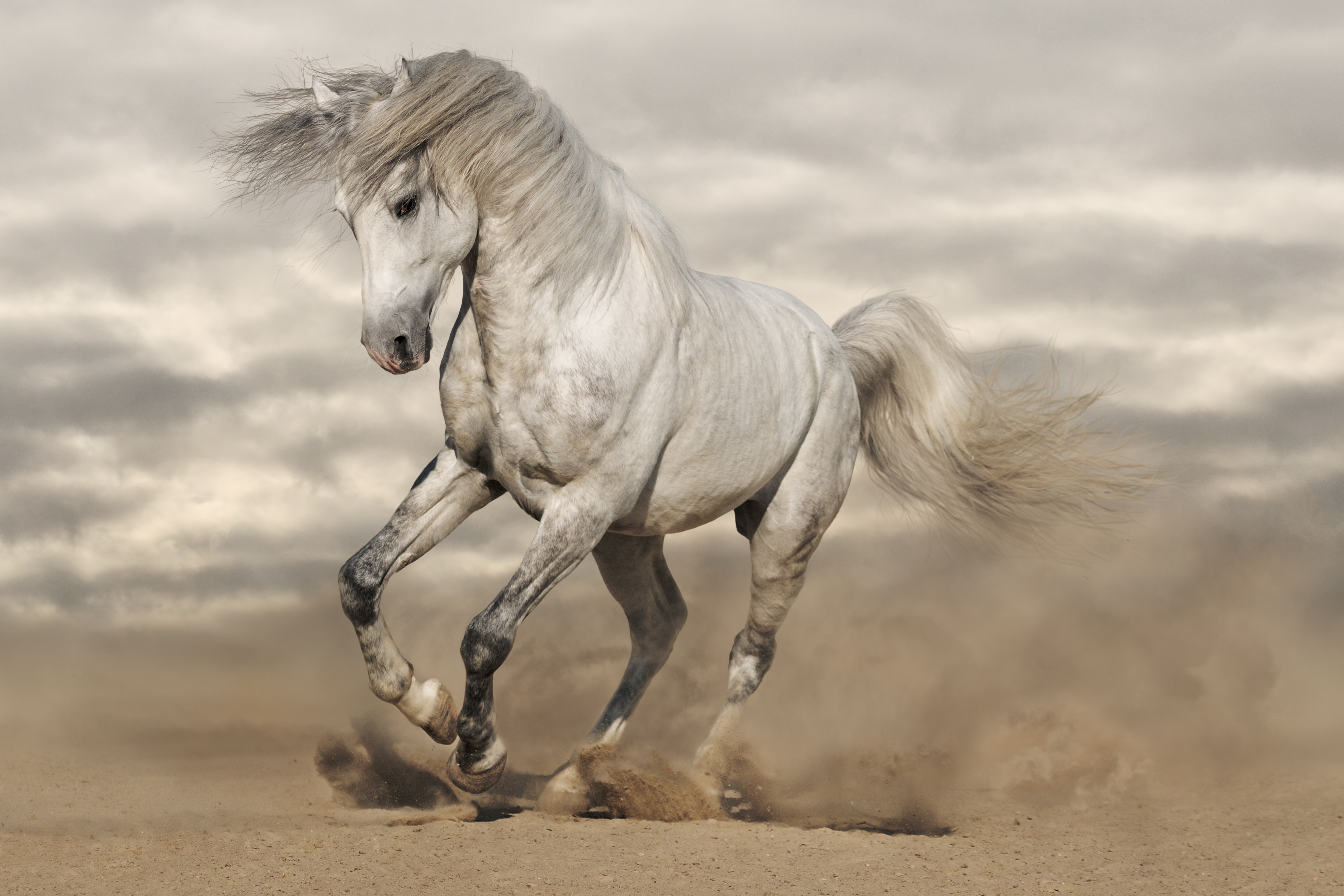 На сером коне. Крапчатый Мустанг. Белый Мустанг лошадь. Бегущий Мустанг. Арабские скакуны Мустанги.