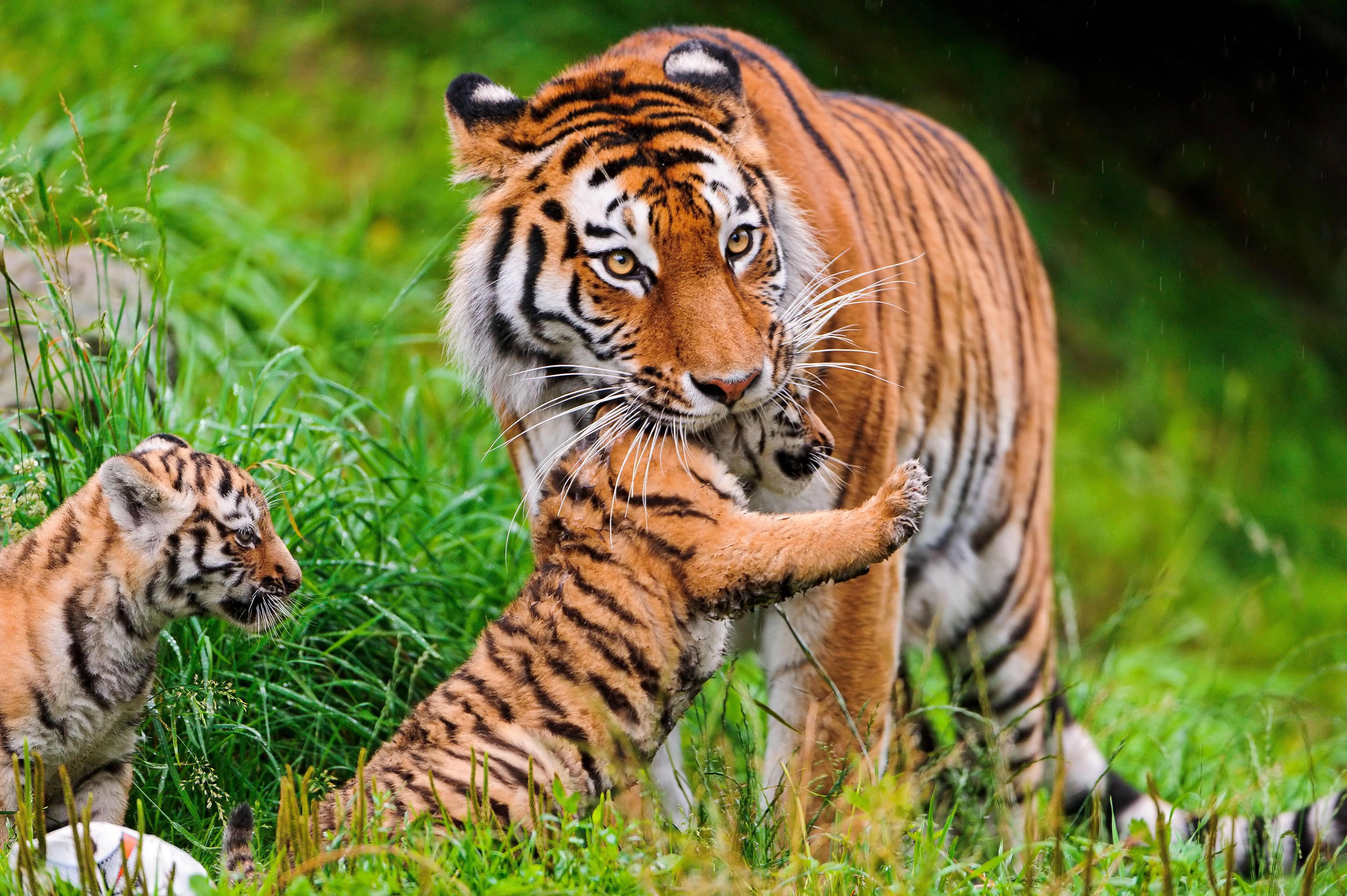 Тигр с тигренком скачать