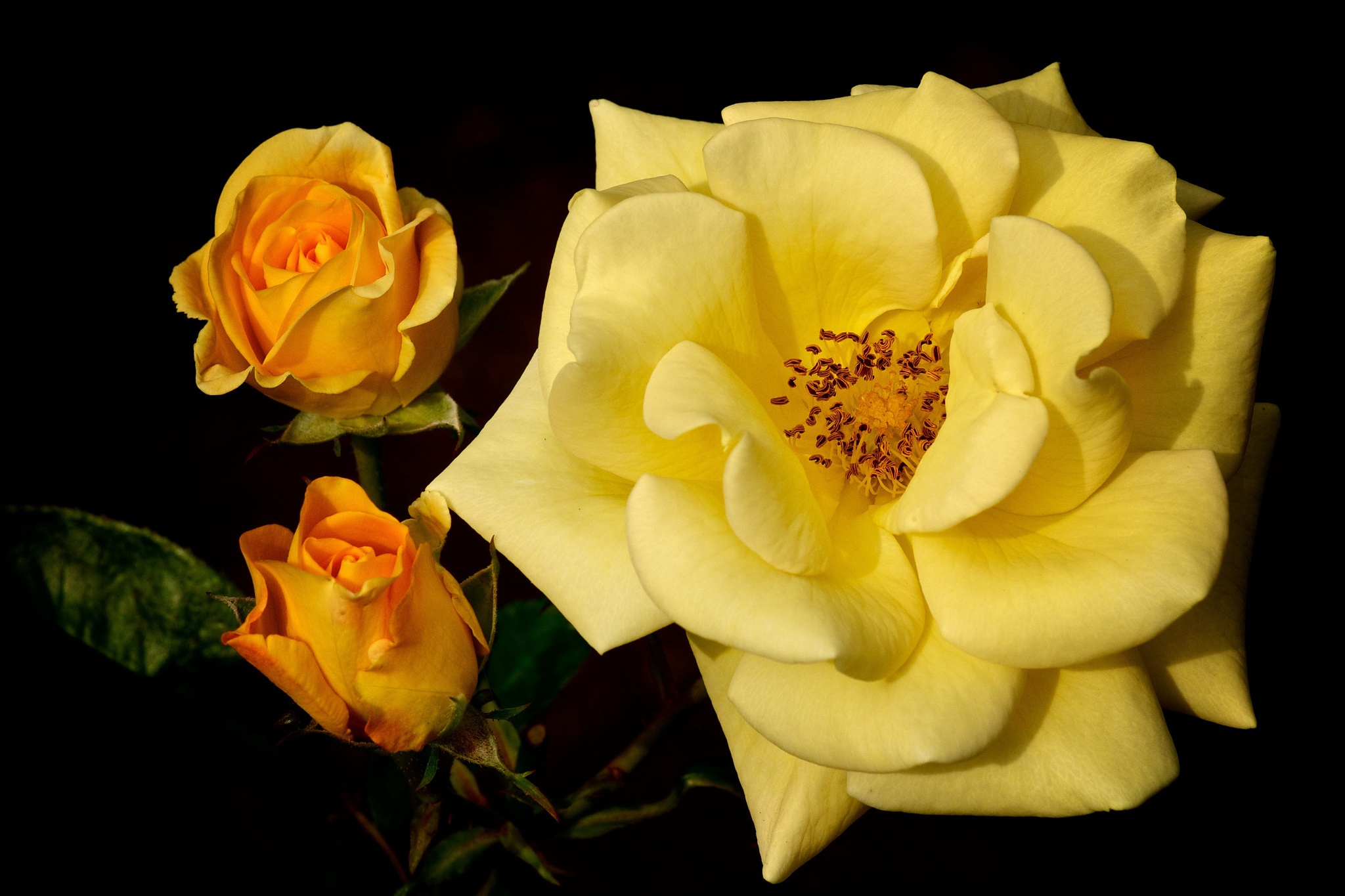 природа цветы желтые розы nature flowers yellow rose скачать