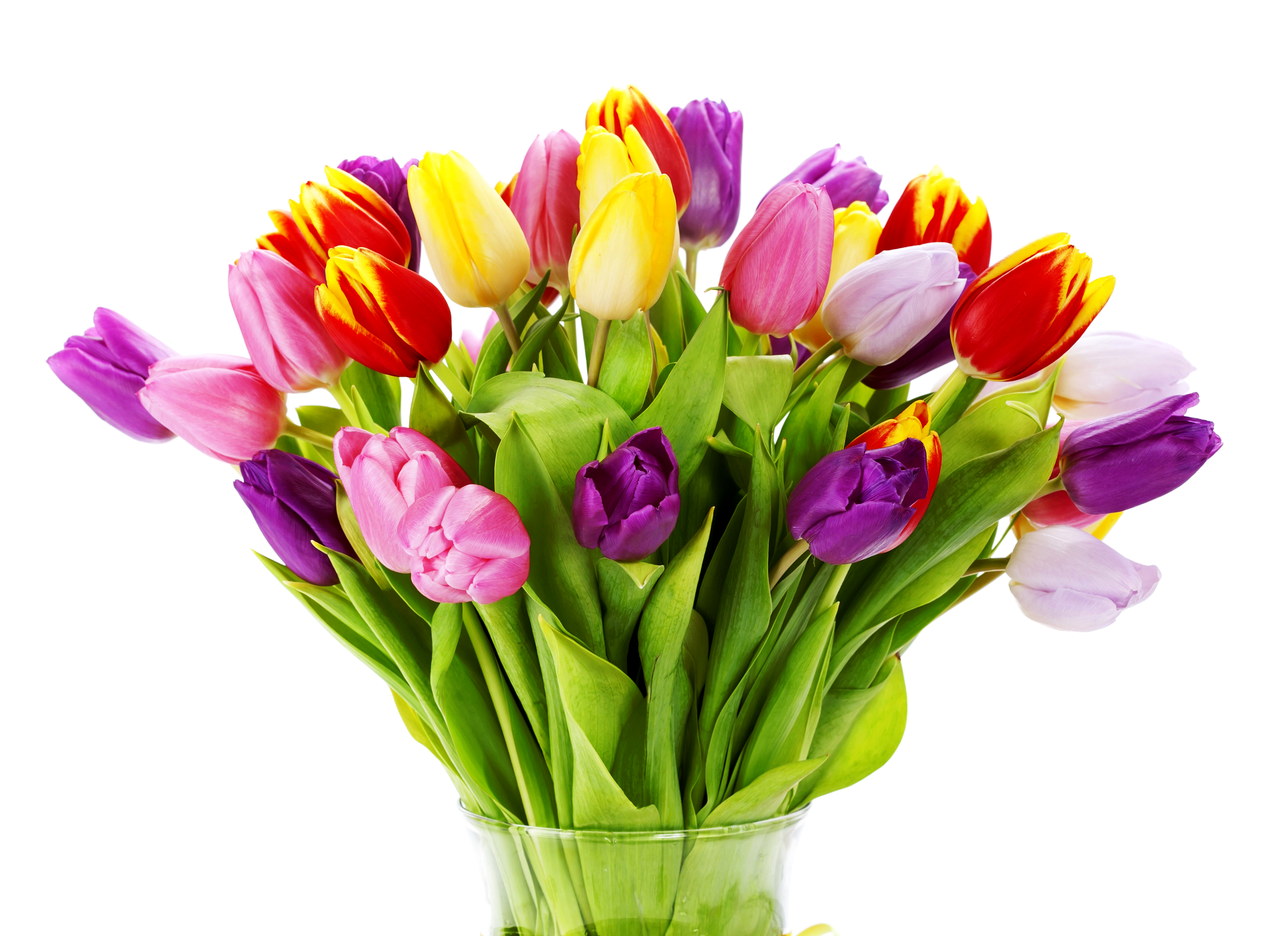 Открытки букеты тюльпанов красивые. Мелкоцветные тюльпаны. Пионовидные тюльпаны букет.
