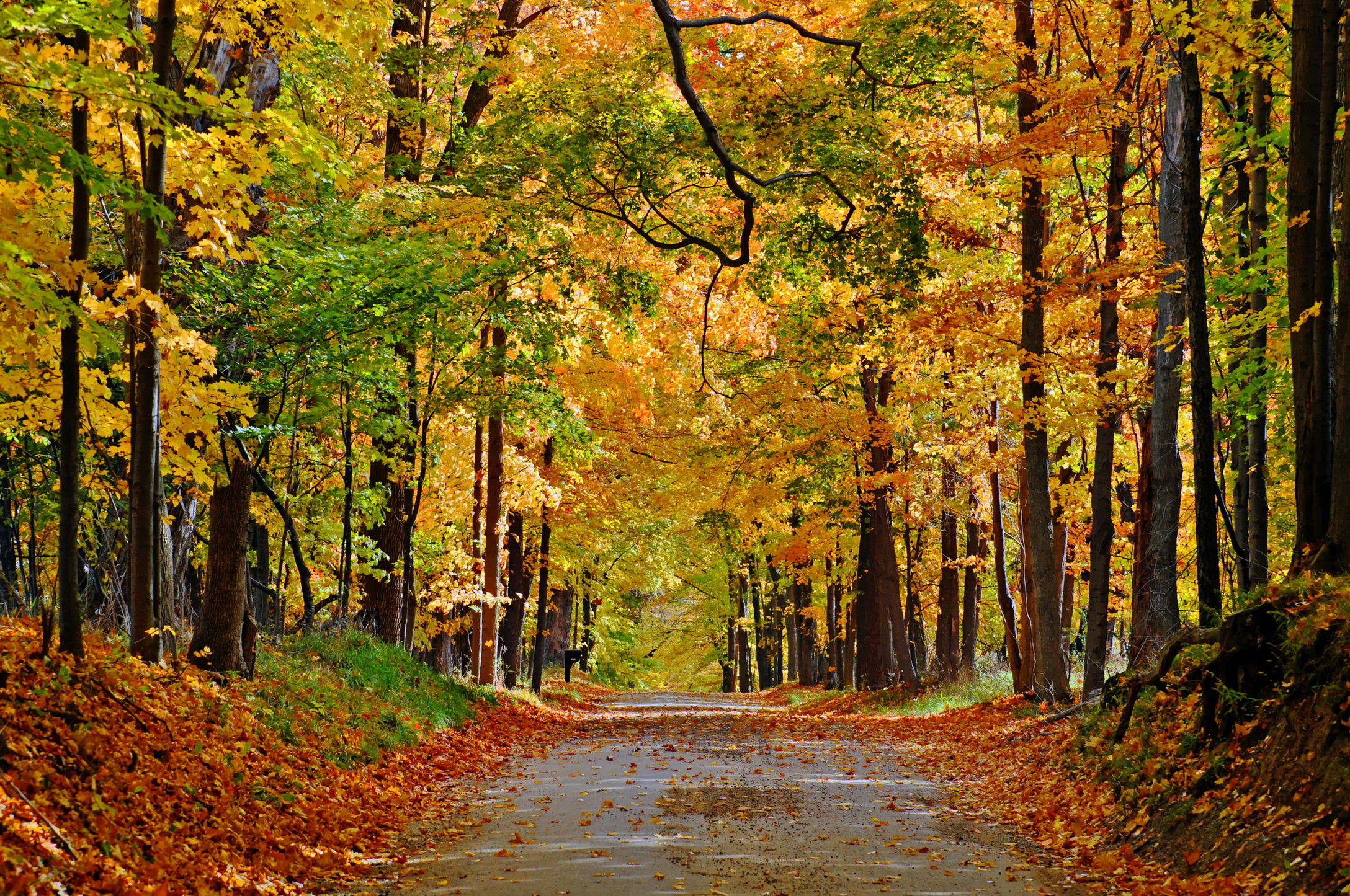 Осенний лиственный лес бесплатно