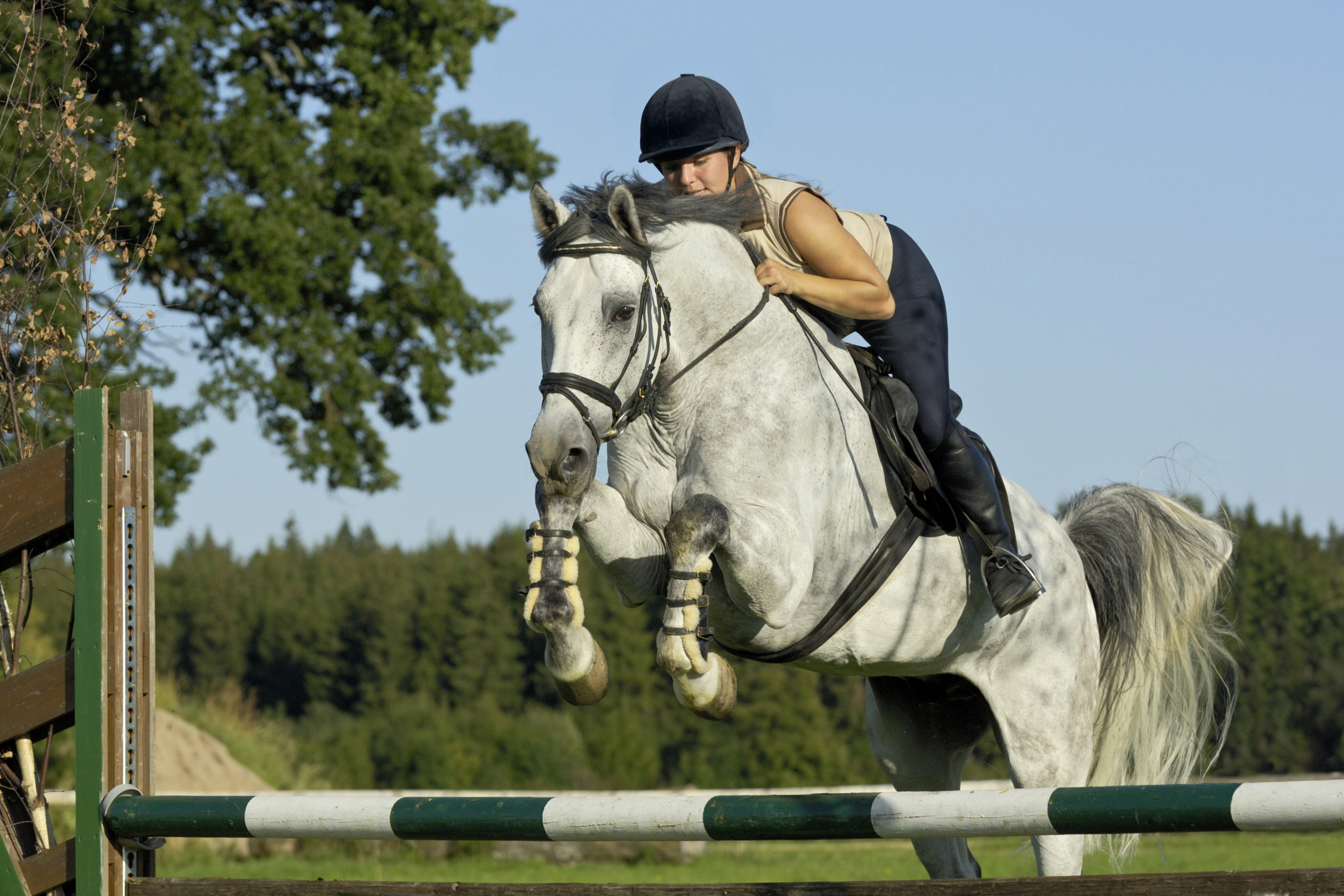 Кск обои. Эквестриан конный спорт. Лошадь прыгает. Спортивные лошади. Лошадь в прыжке.