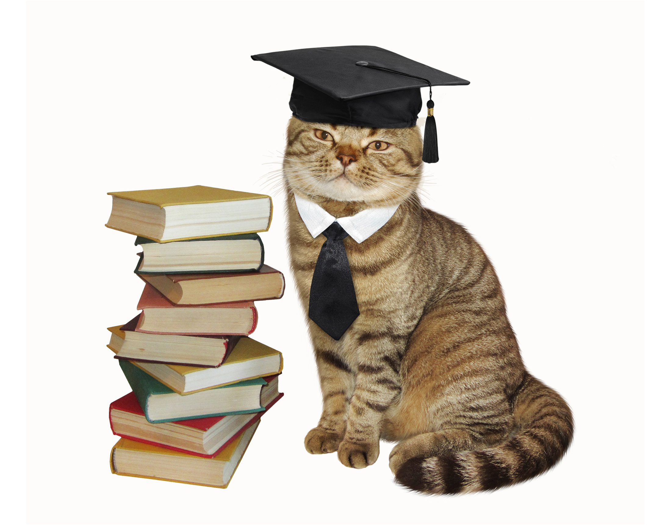 Книги ученый кот. Умный кот. Кот ученый. Кот ученик. Кот учитель.