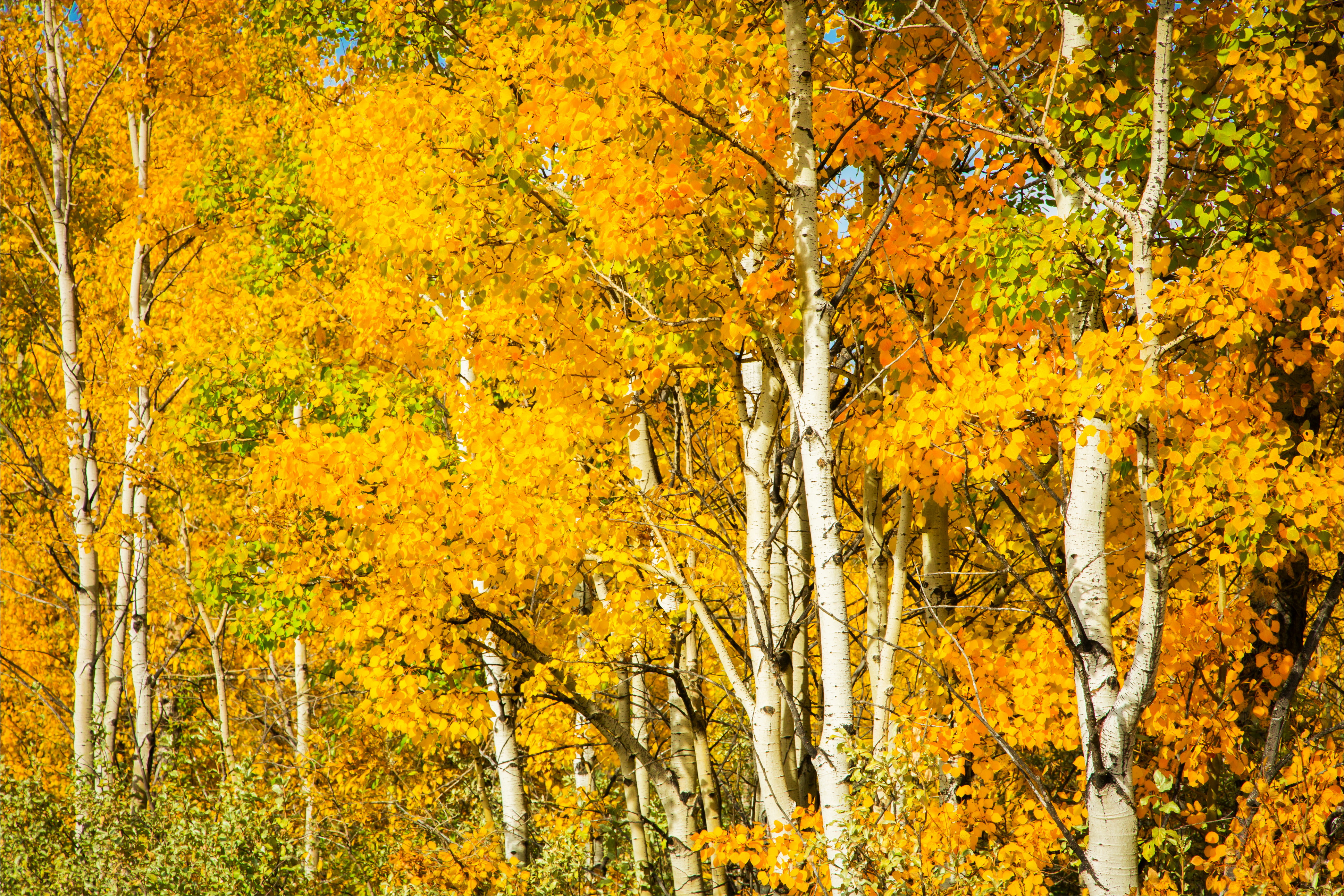 Березы осень лес деревья бесплатно