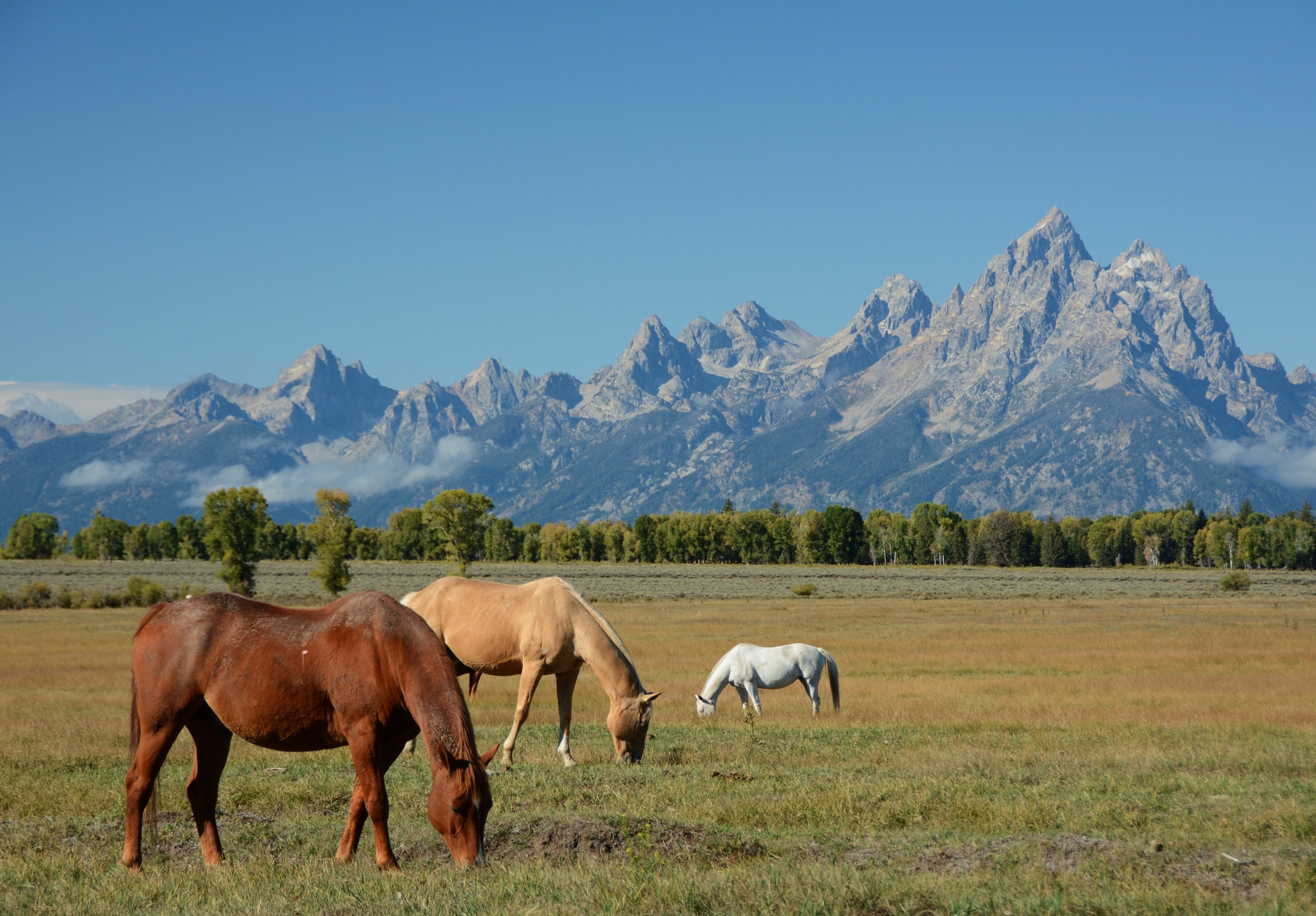 Horse valley