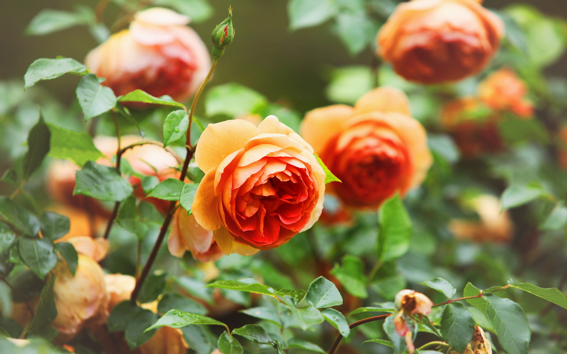 розы, оранжевые, красиво скачать