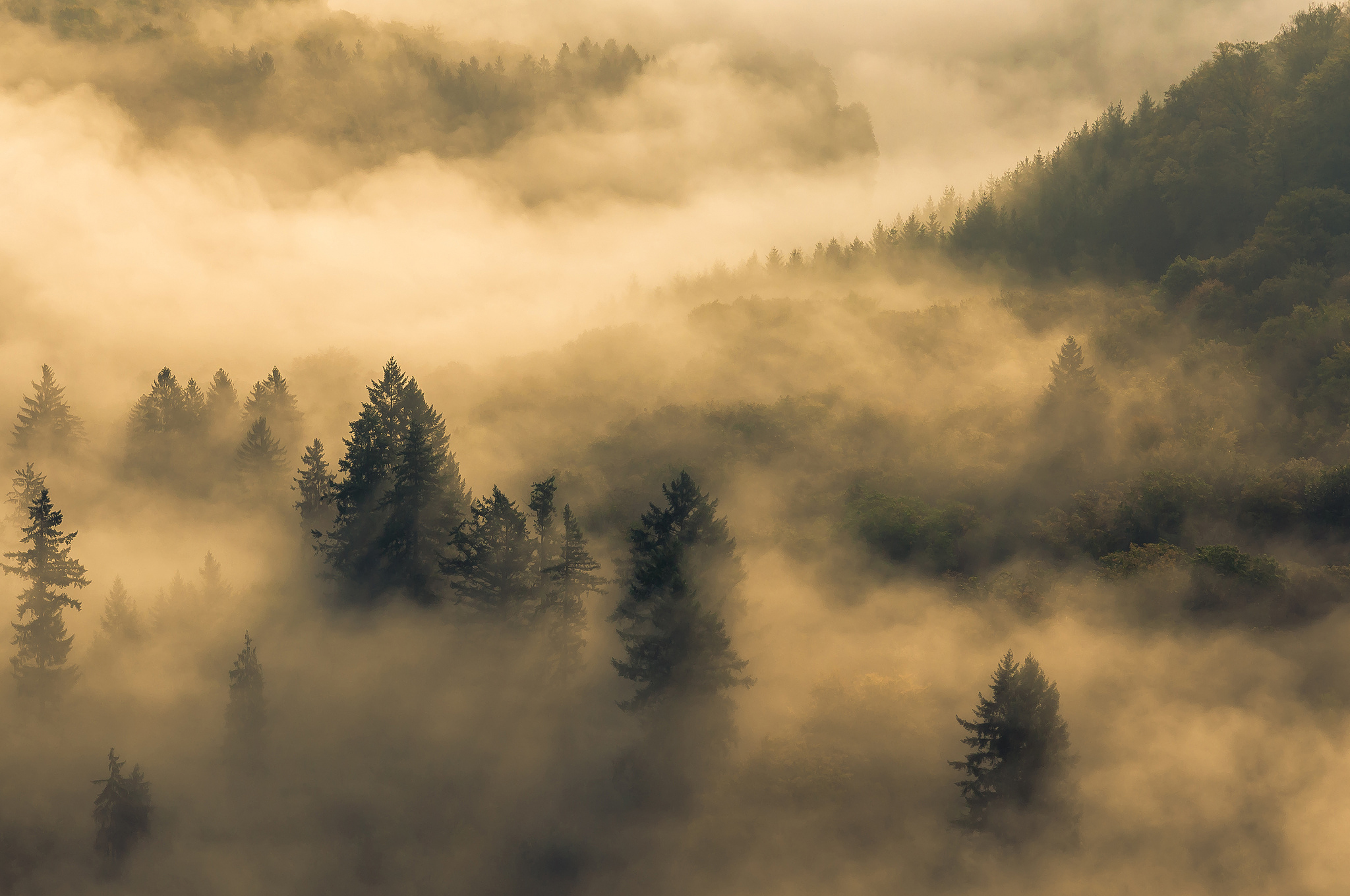 Лес туман холм без смс