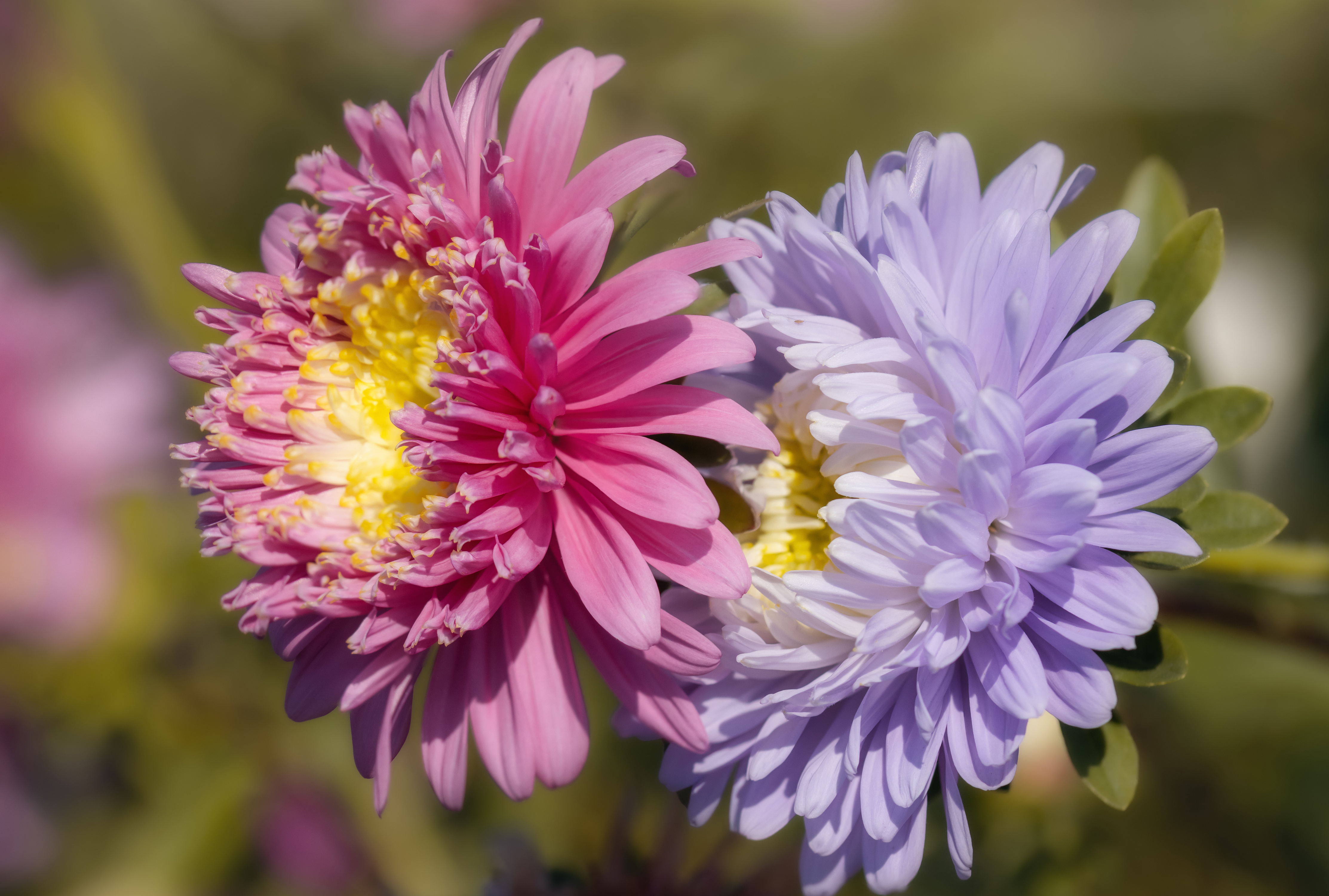 Фото Размытый фон вдвоем Астры цветок Крупным планом боке 2 два две Двое Цветы вблизи