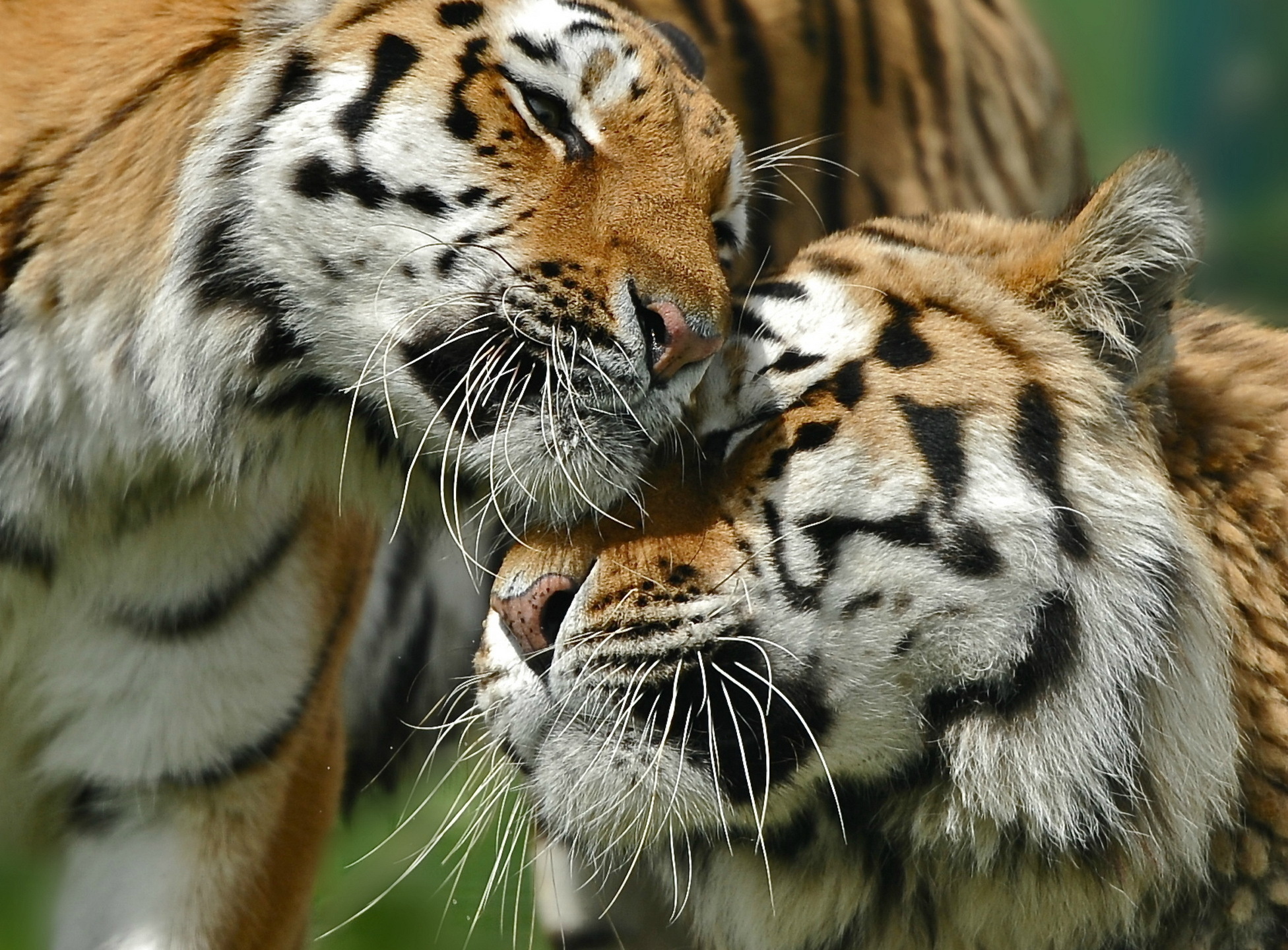 Влюбленные тигры бесплатно