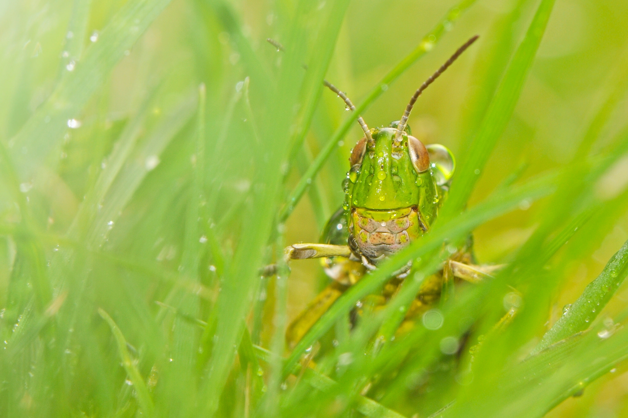 природа насекомое мотыль трава макро скачать