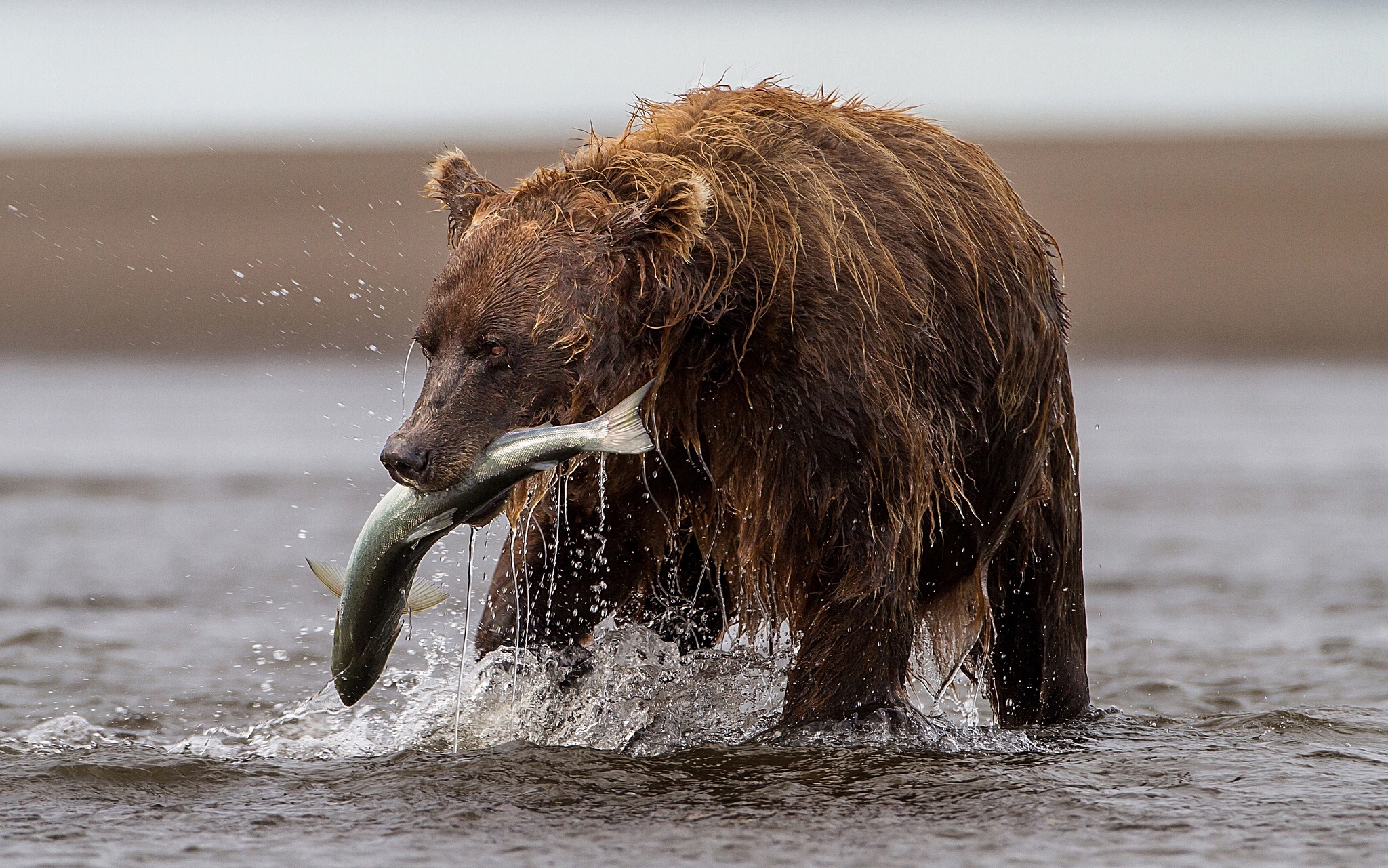Медведь Гризли с рыбой