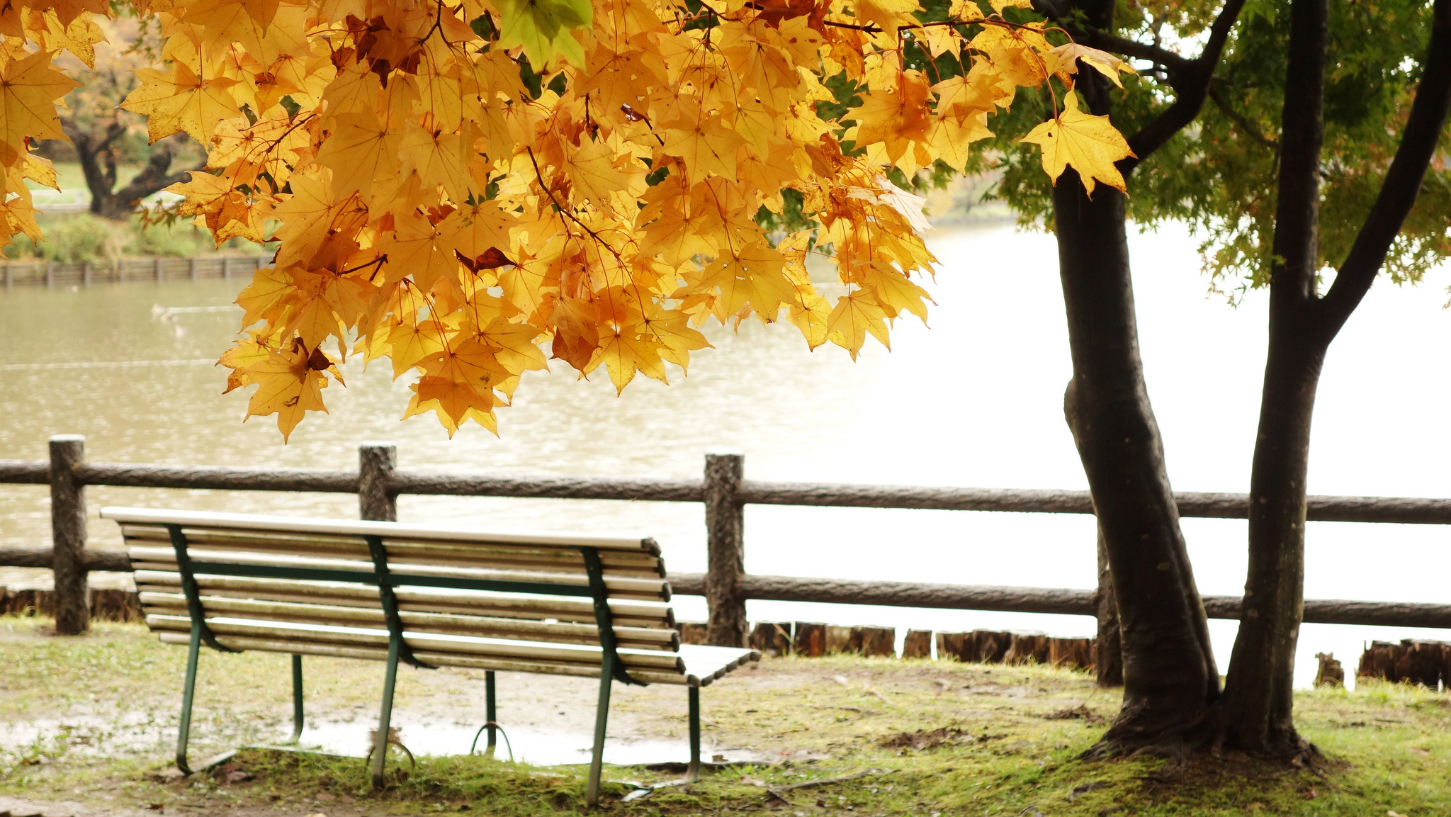 осень листья лавочка парк бесплатно