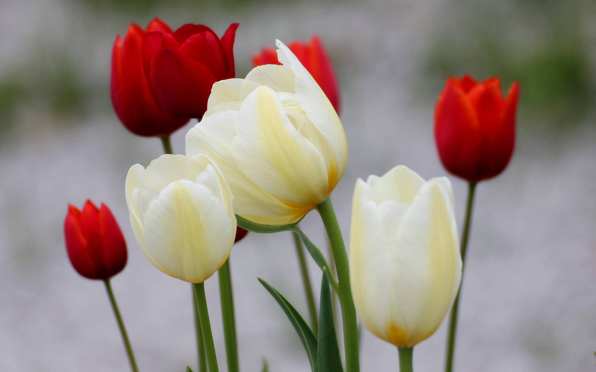 Фотография белых Красный Тюльпаны цветок белая белые Белый тюльпан красная красные красных Цветы