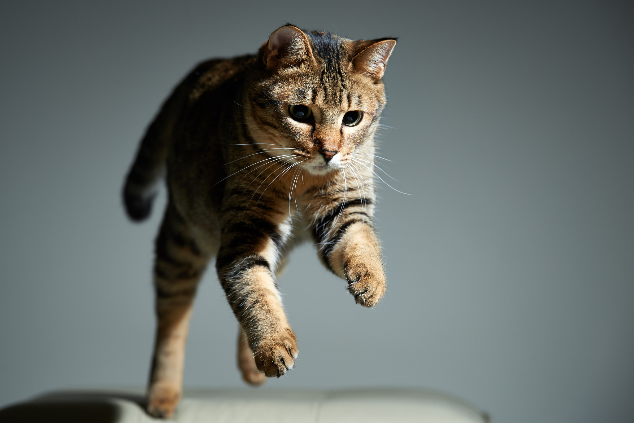 Кот. Кошка. Кошка прыгает. Интересные кошки. Фото кота.