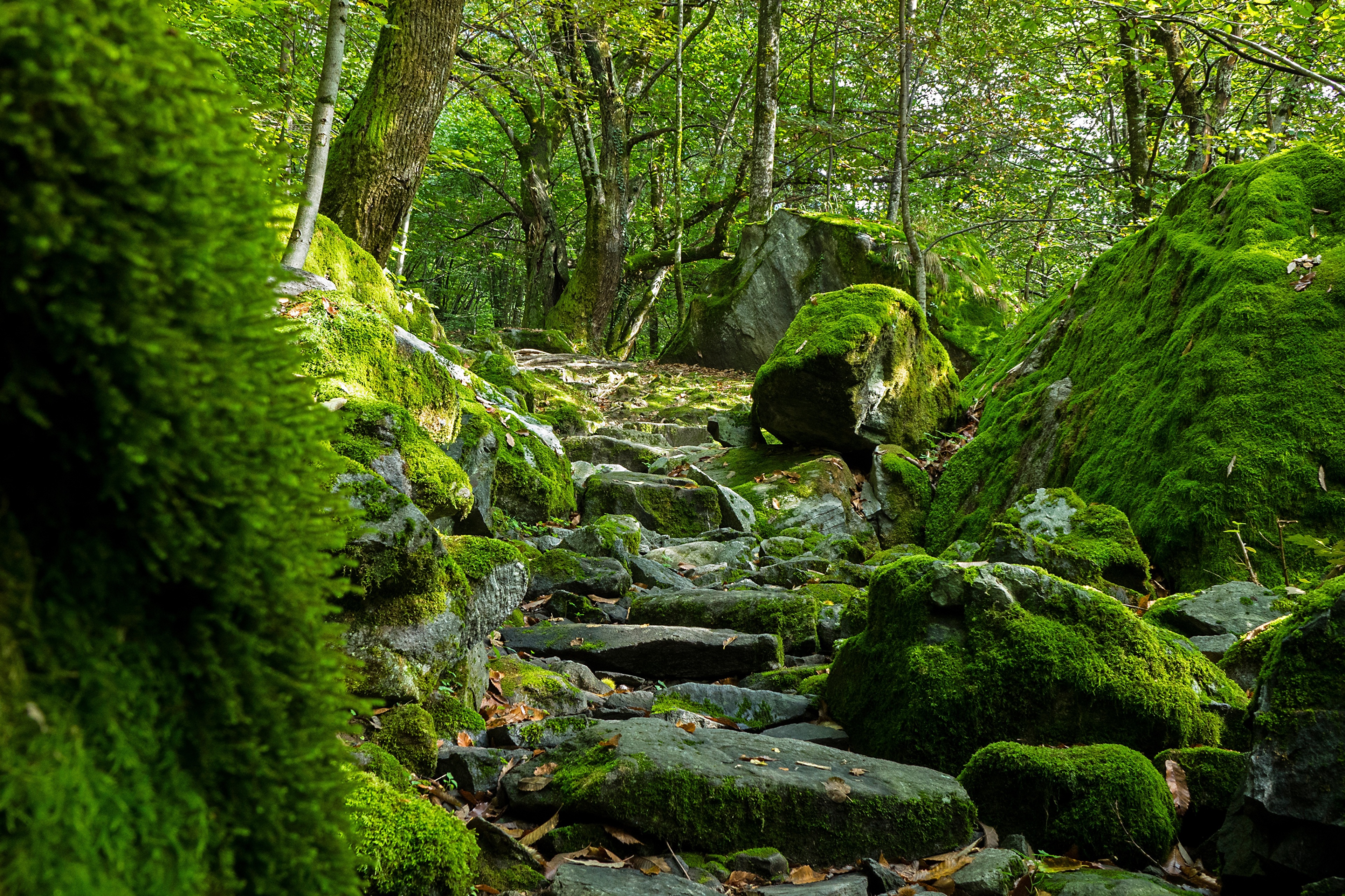 Фото каменного леса. Лес Вереск ручей Шотландия. Камень в лесу. Мох на Камне. Лес камни мох.