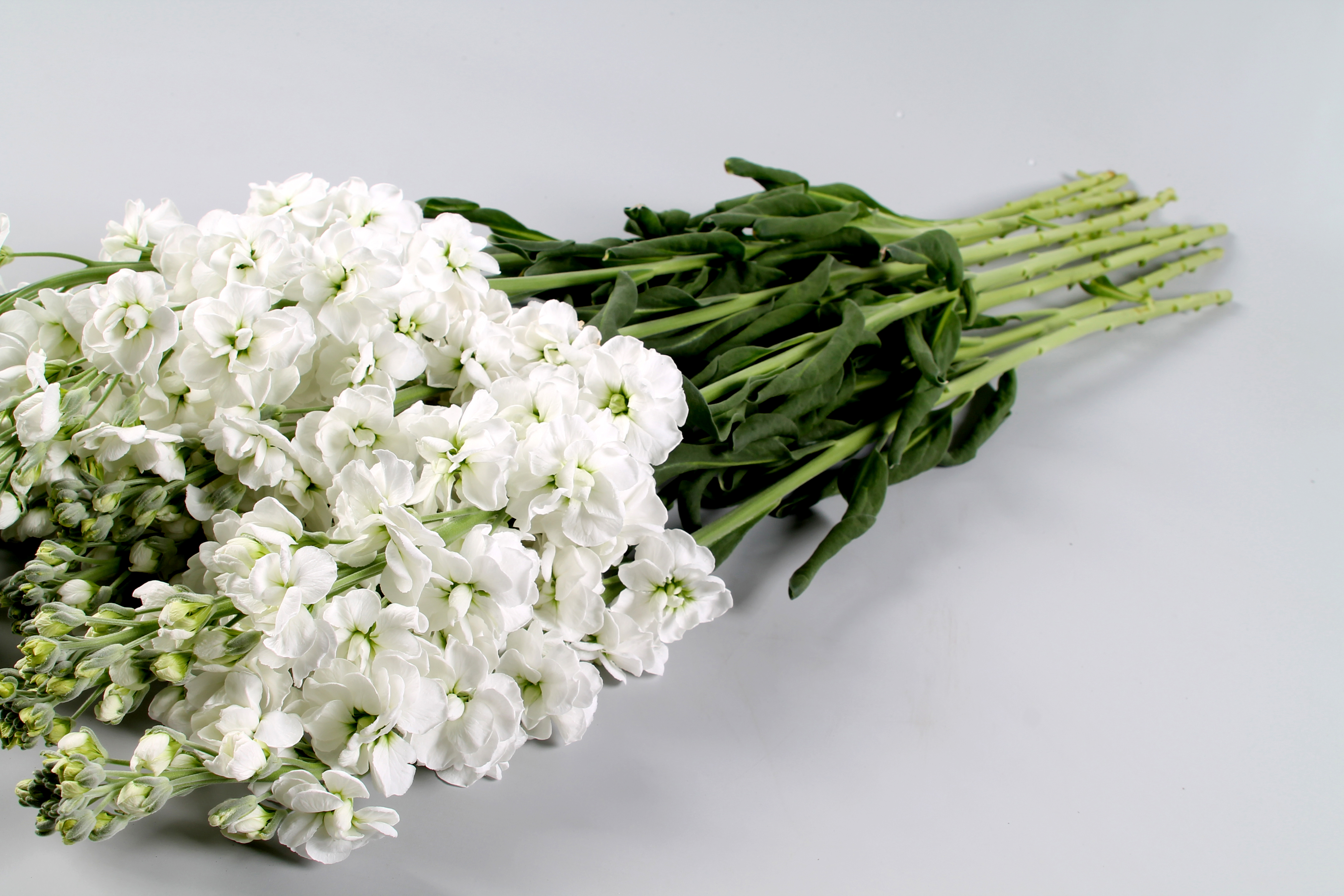 Цветы маттиола белая