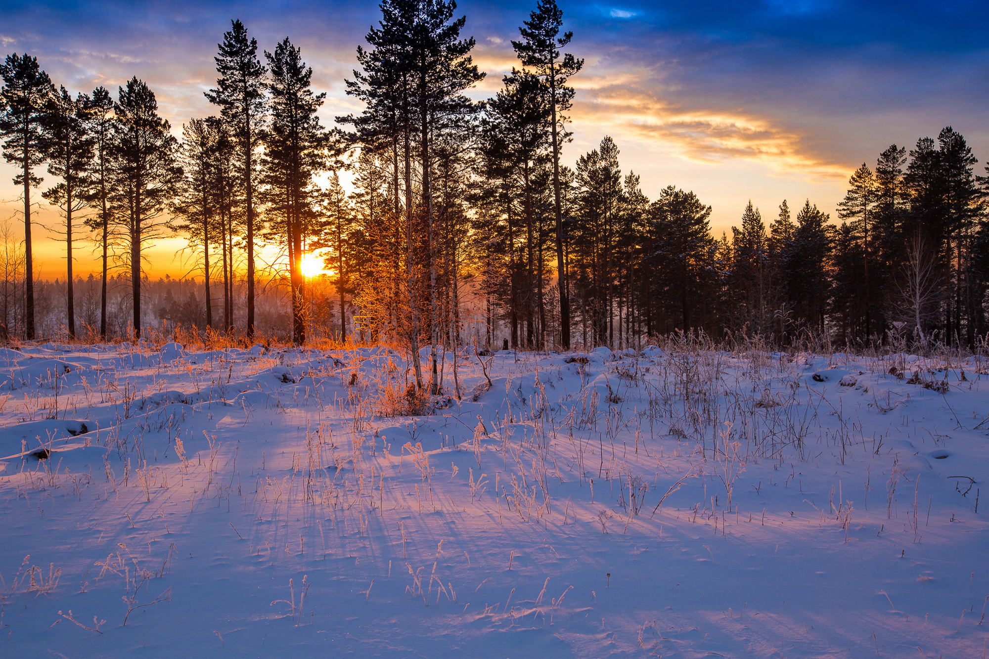 Зимний восход в лесу без смс