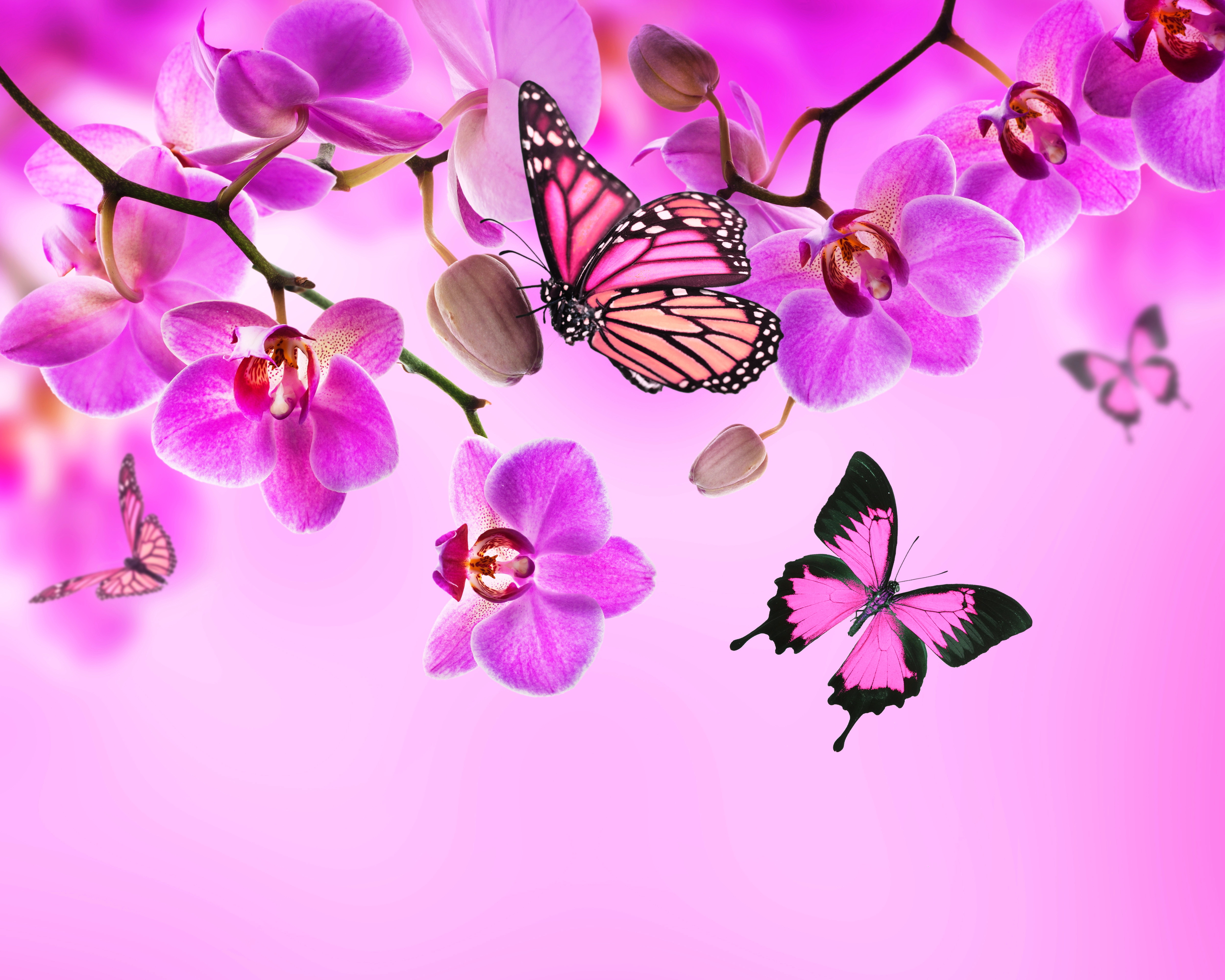 Бабочка на розовом цветке бесплатно
