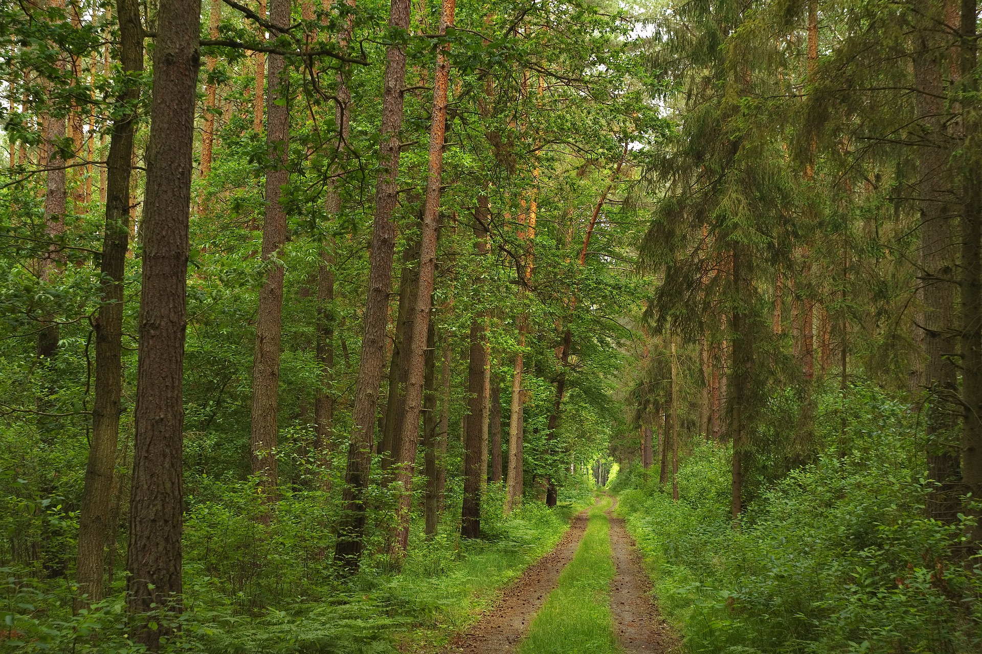 Старший лес. Лес Забайкалья. Леса Забайкальского края. Край леса. Природа Забайкальский лес.