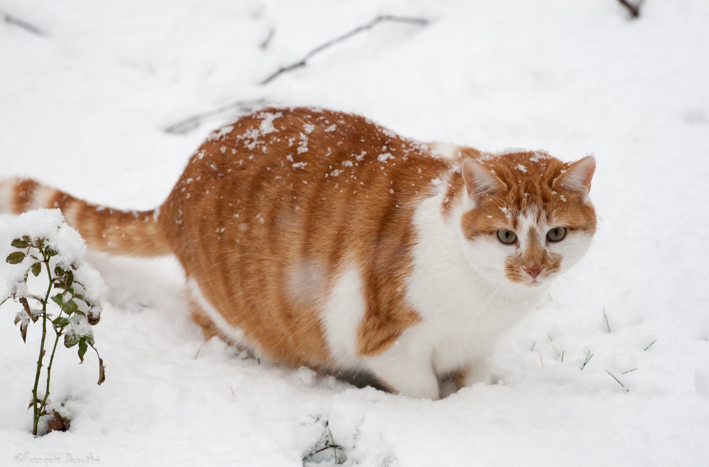 природа кот рыжий снег зима скачать