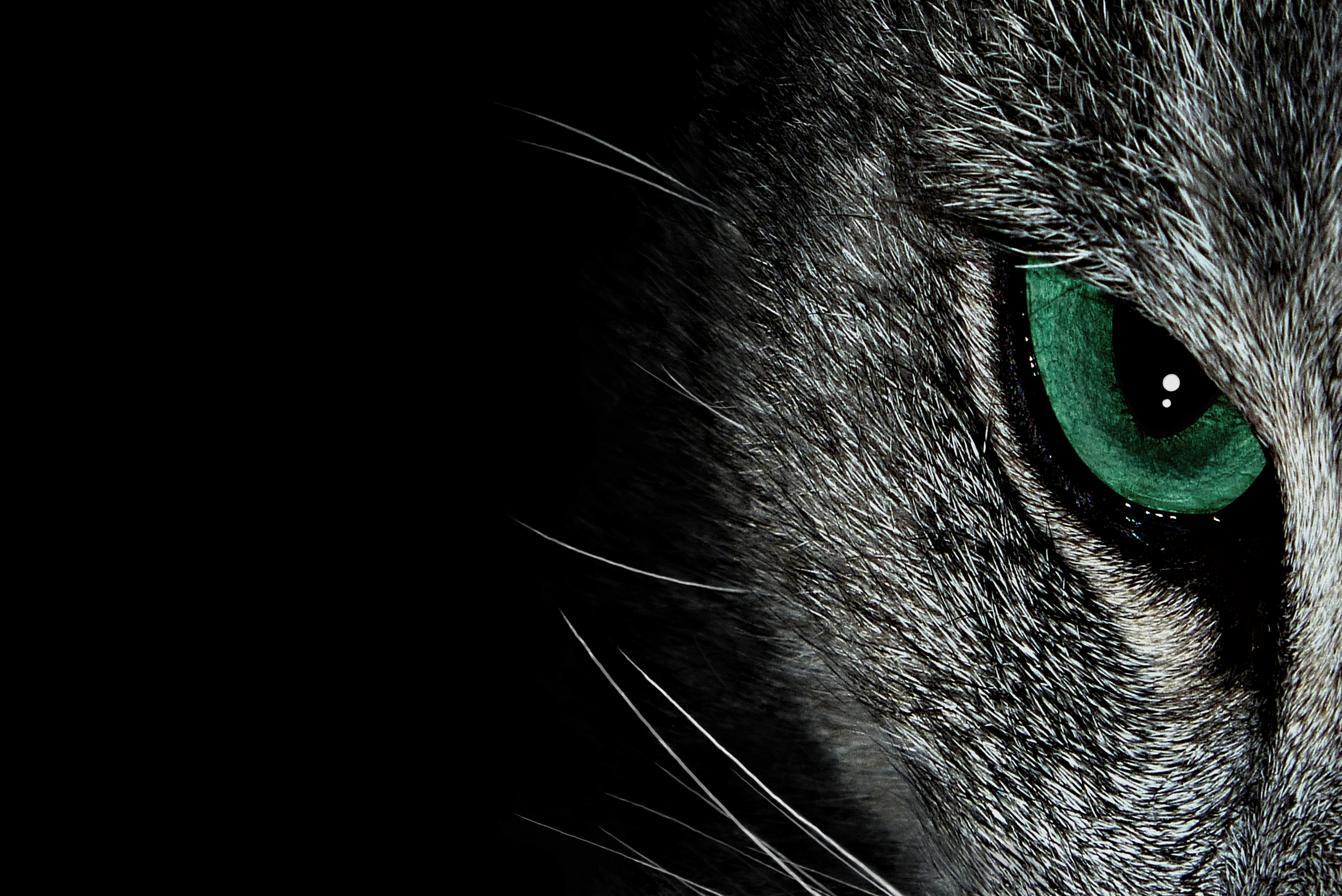 Обои глазки. Кошачьи глаза на черном фоне. Глаза кошки. Кошачий глаз. Взгляд кошки.