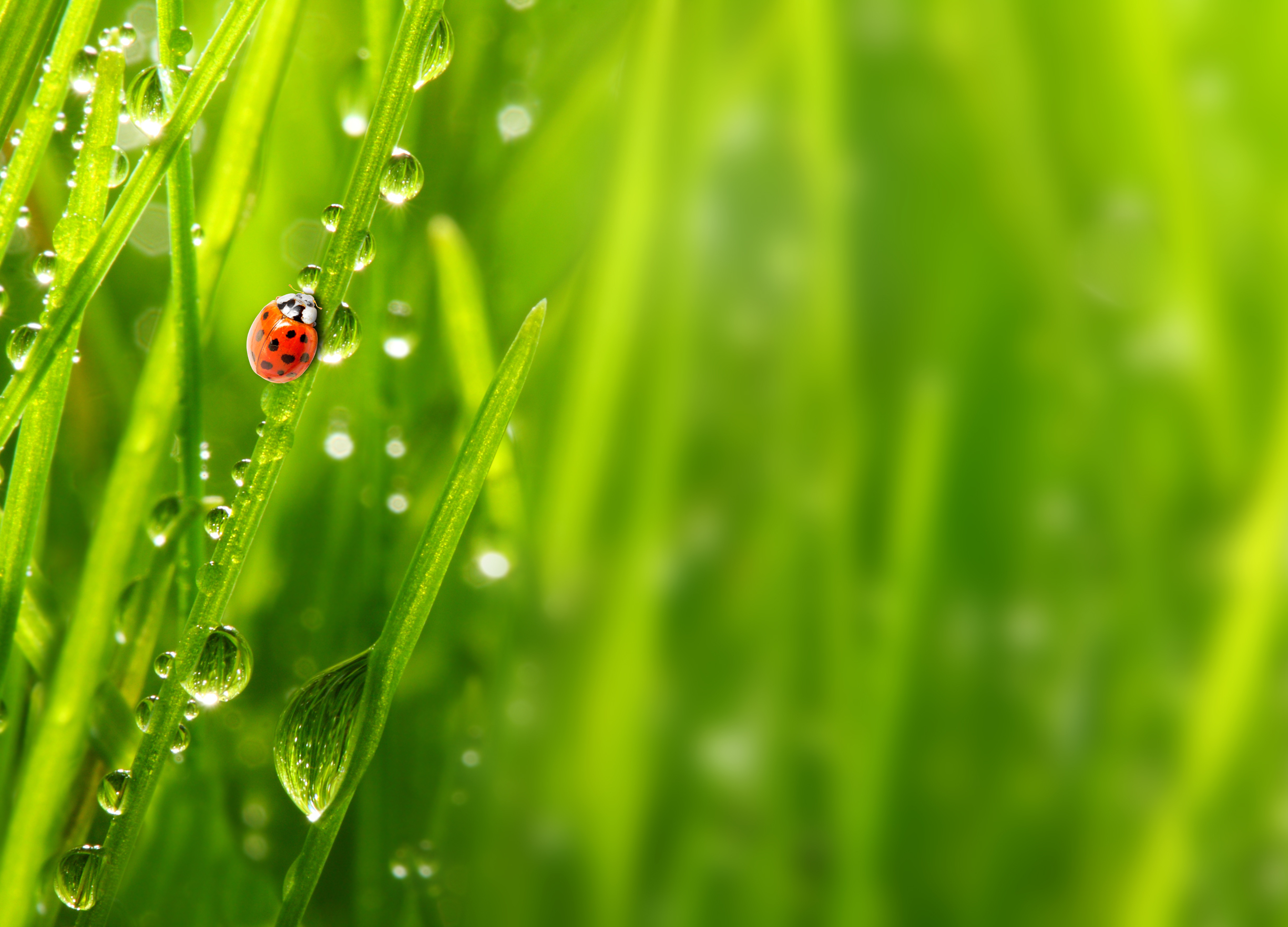 божья коровка трава макро ladybug grass macro без смс